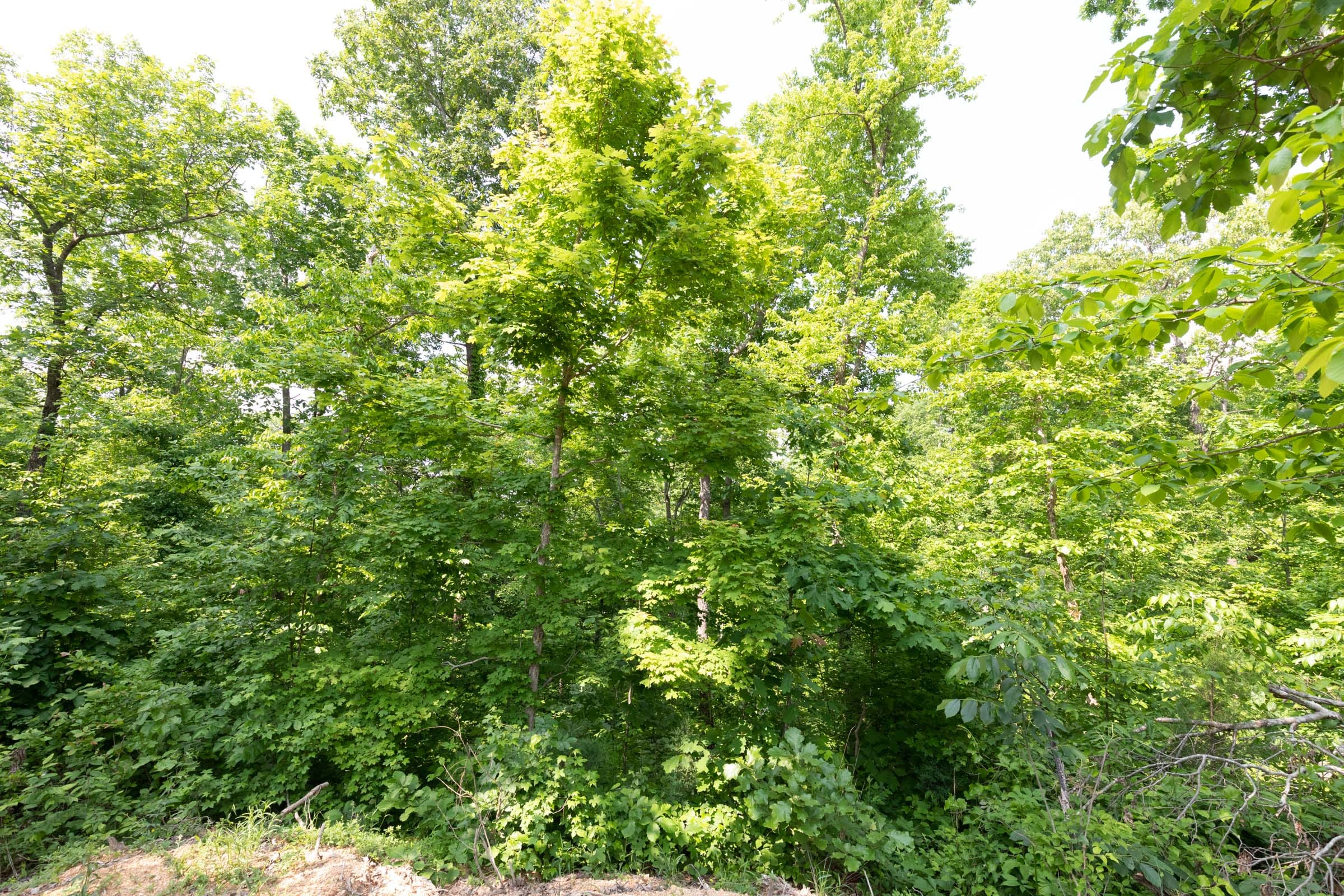 Cedar Creek Tract 63 photo 3
