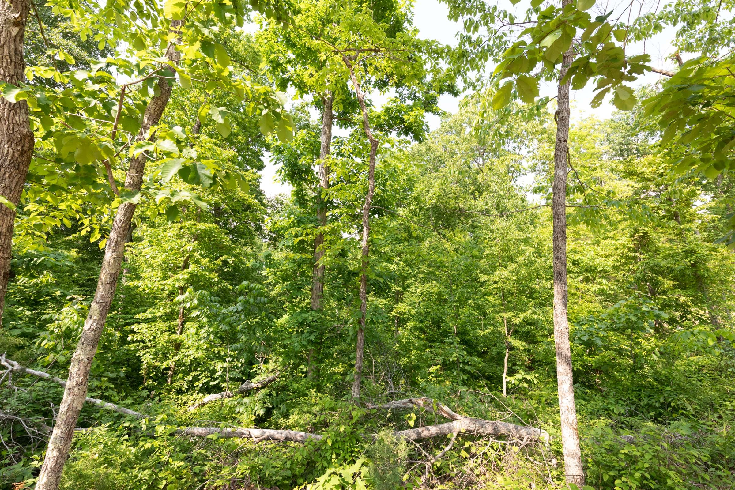 Cedar Creek Tract 63 photo 5