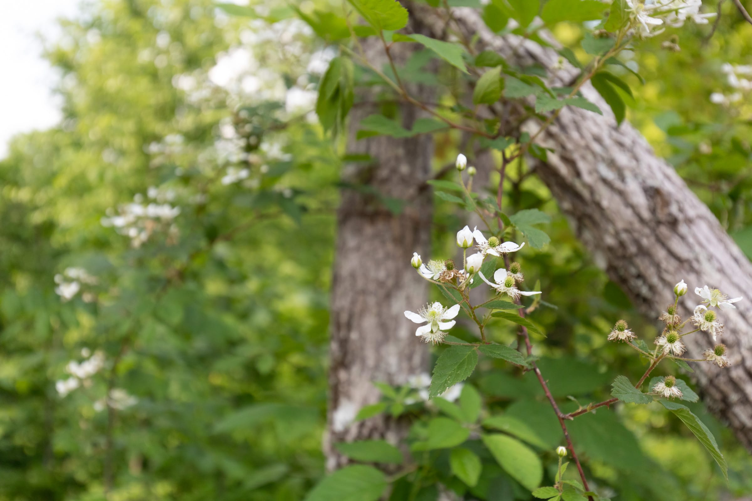 Cedar Creek Tract 63 photo 6
