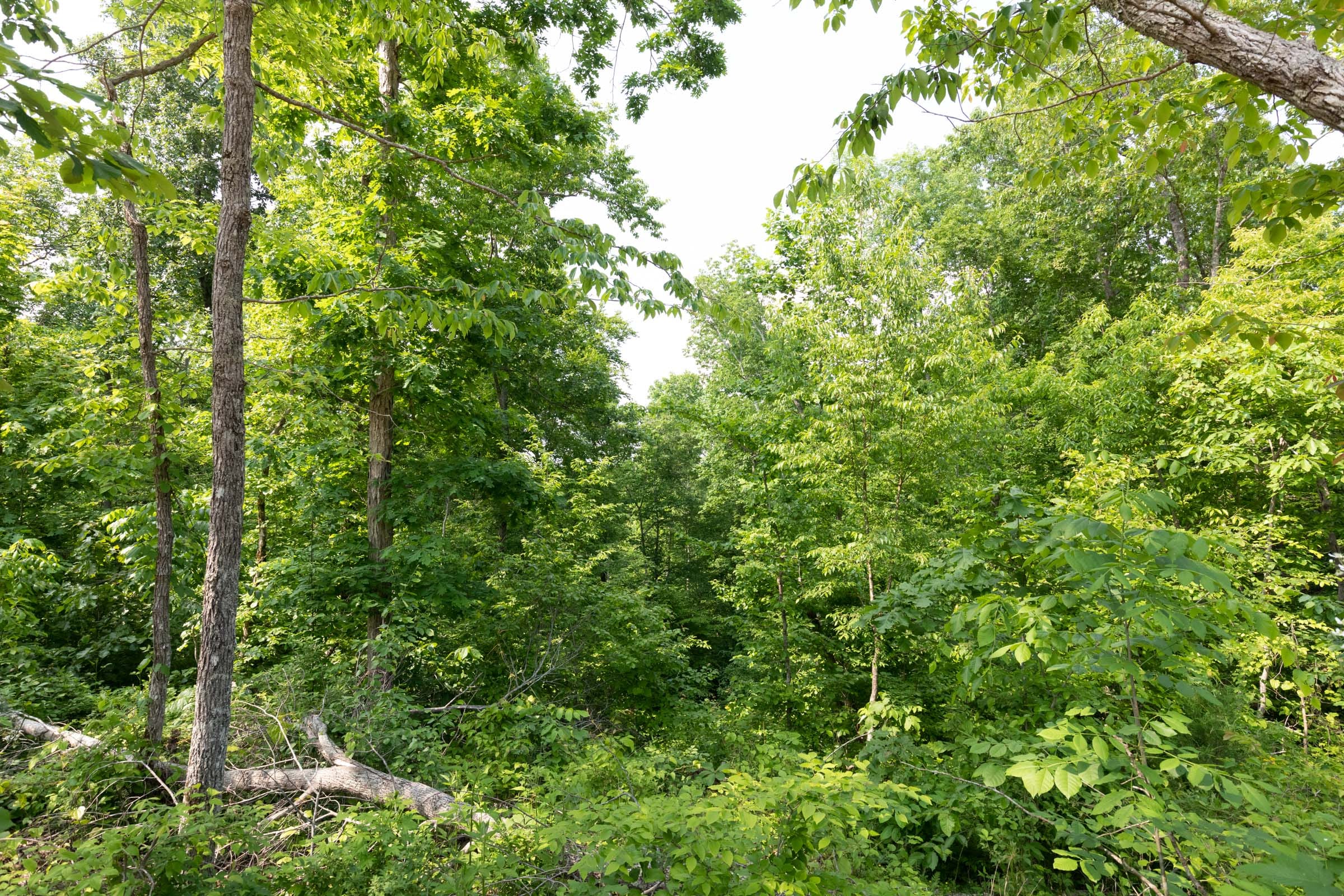 Cedar Creek Tract 63 photo 9