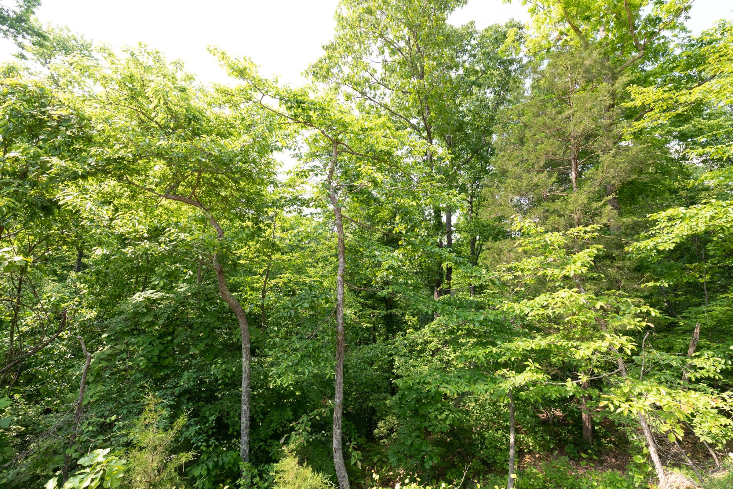 Cedar Creek Tract 63 photo 10
