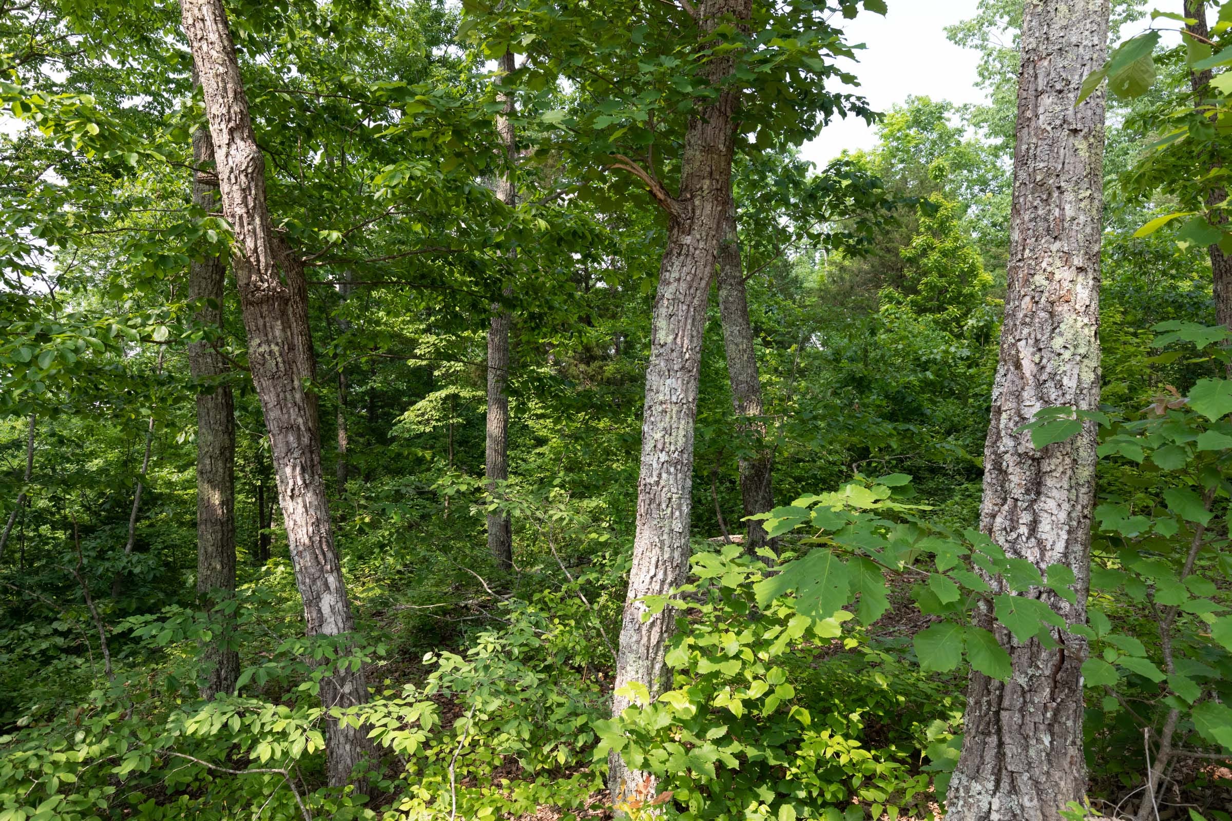 Cedar Creek Tract 63 photo 8