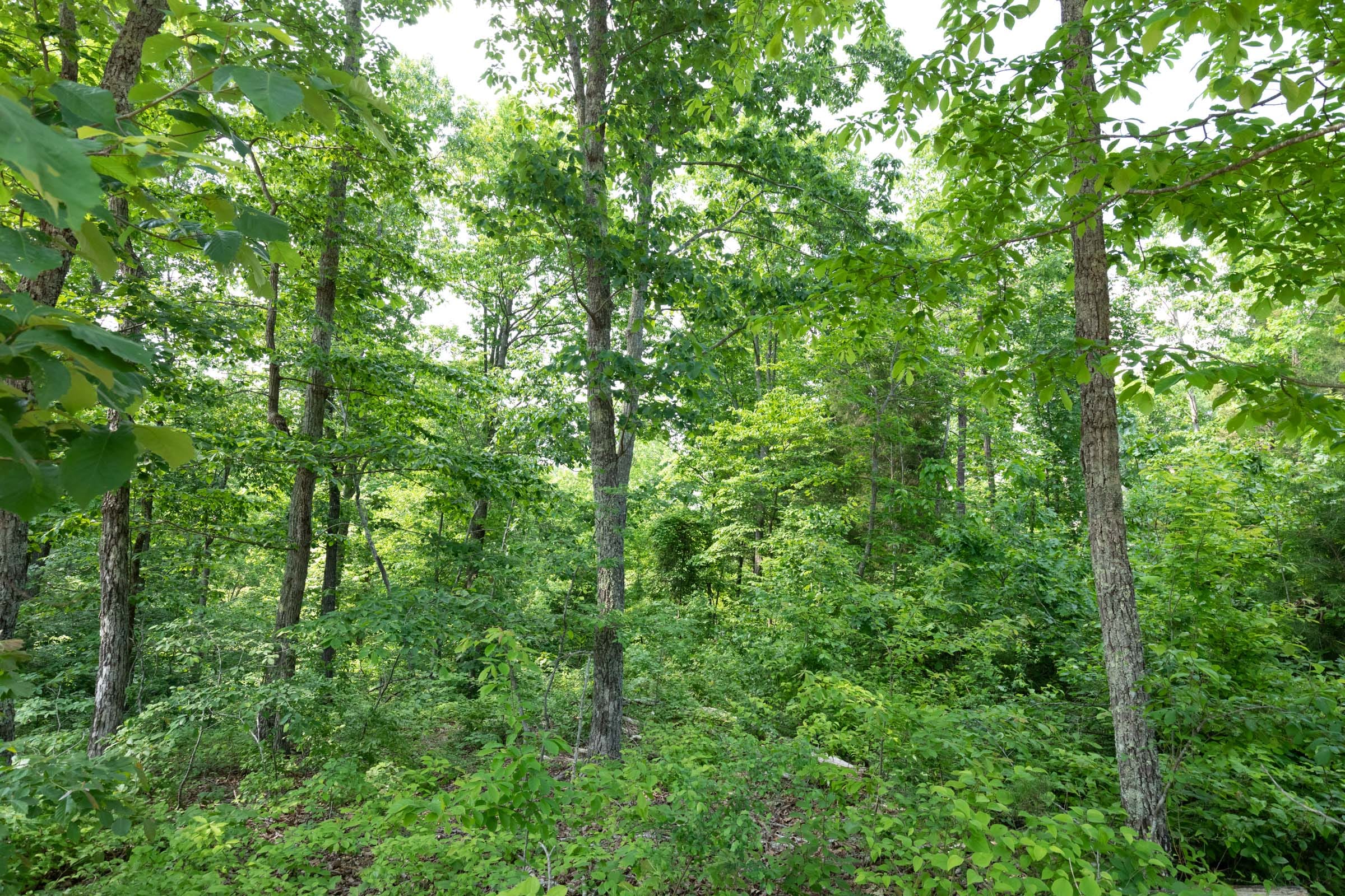 Cedar Creek Tract 63 photo 11