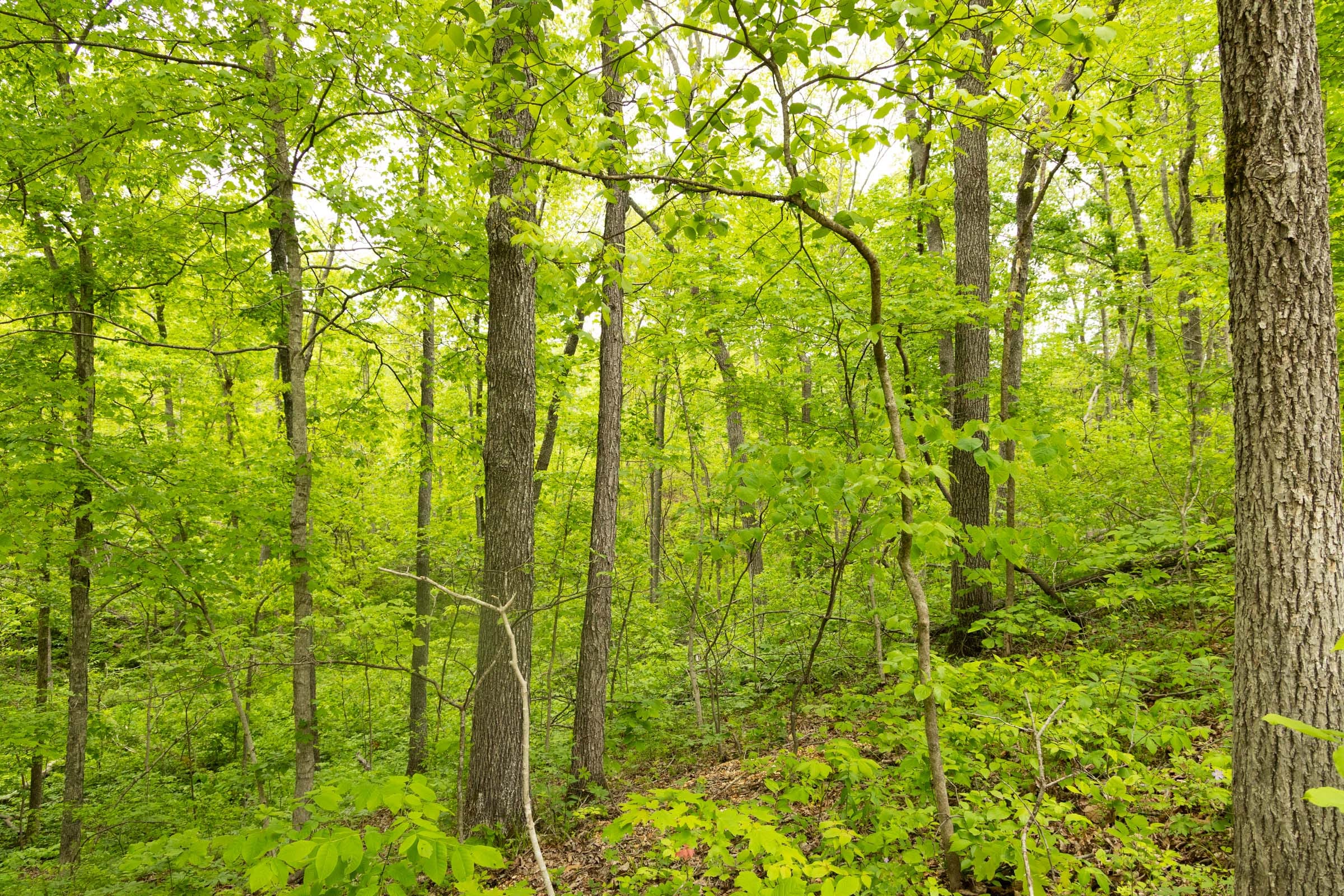 Stardust Estates Tract 4 photo 15