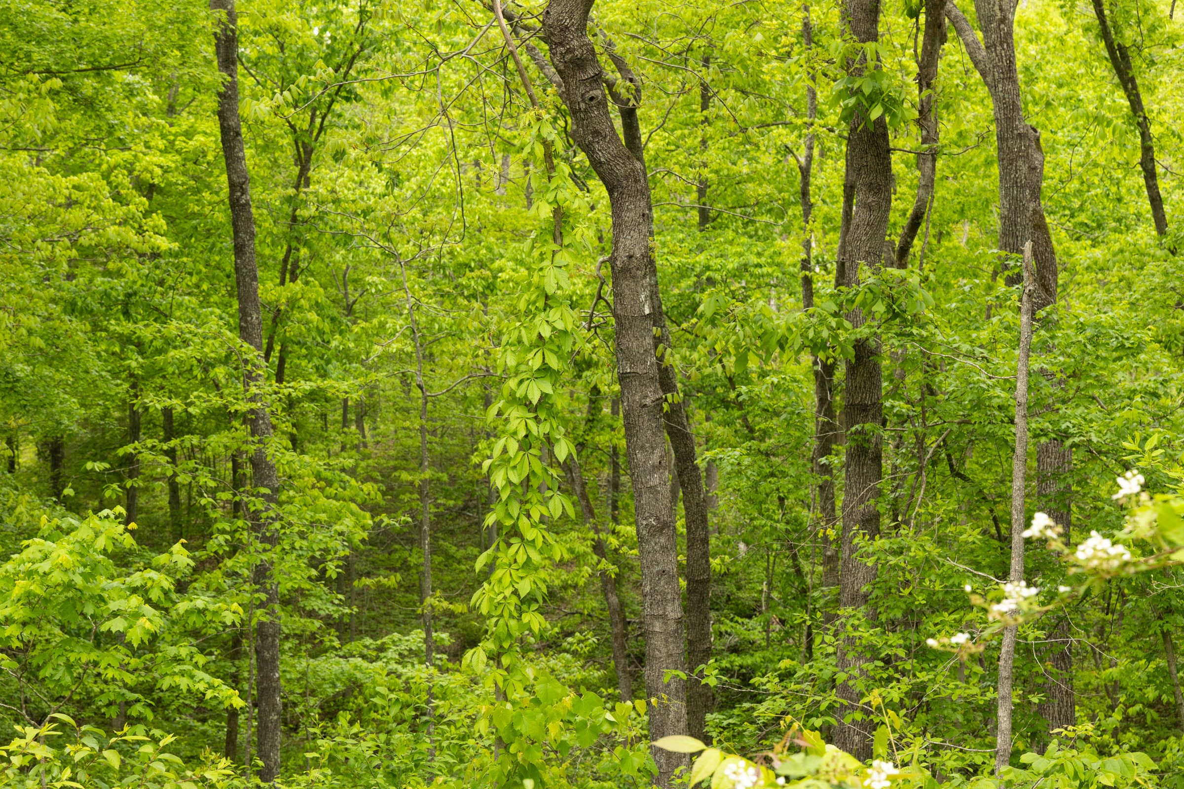 Stardust Estates Tract 4 photo 9