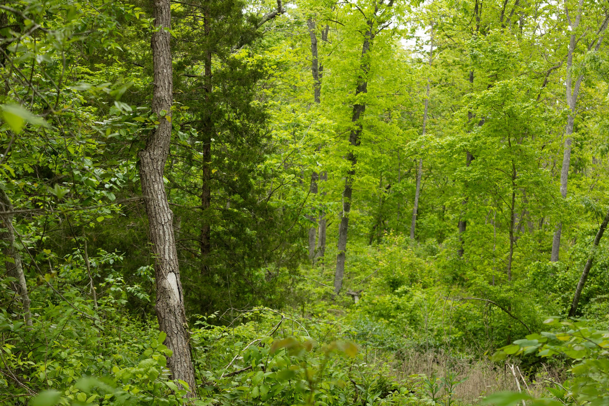Stardust Estates Tract 4 photo 8