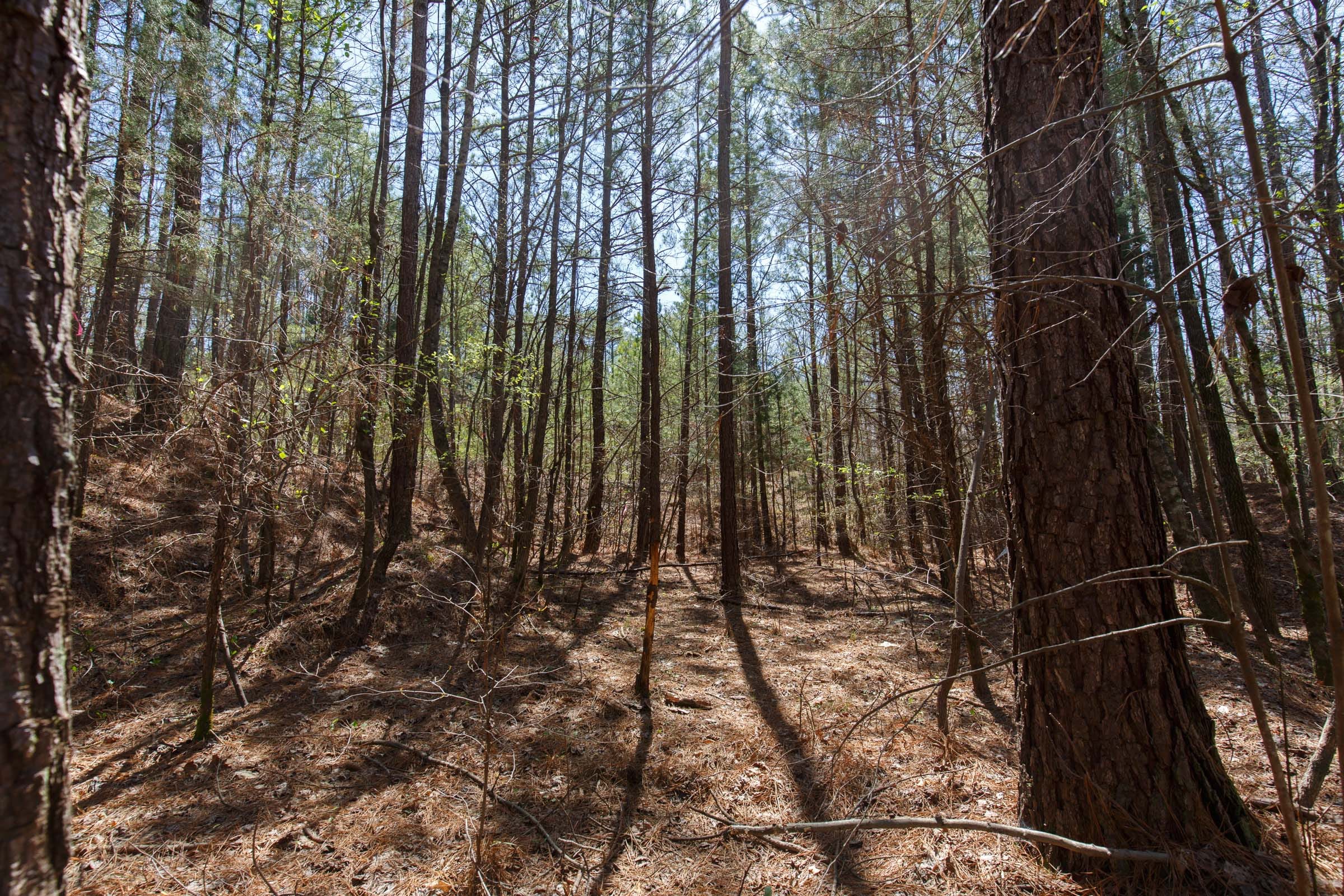 Southern Hills Tract 19 photo 3