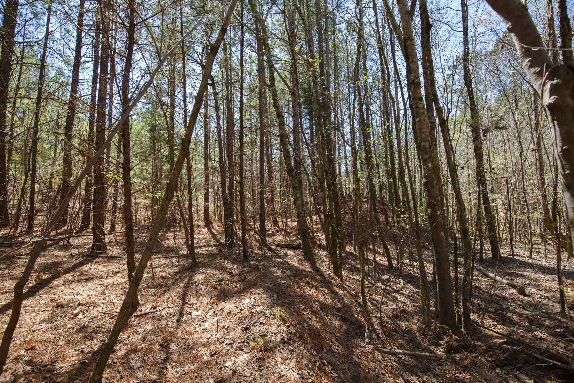 Southern Hills Tract 19 photo 7