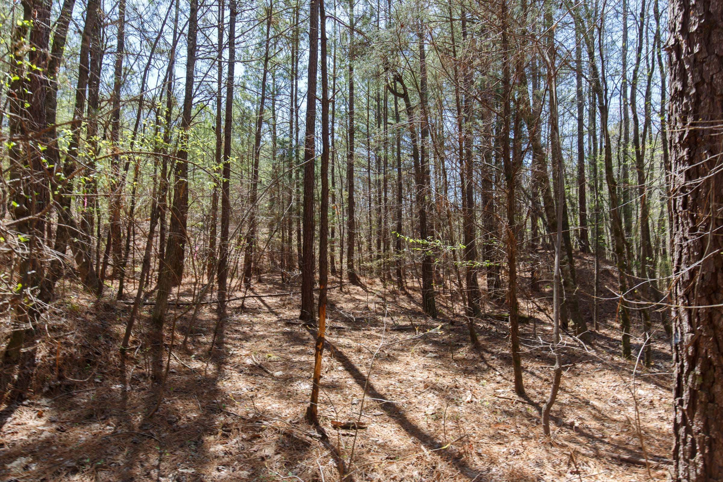 Southern Hills Tract 19 photo 10