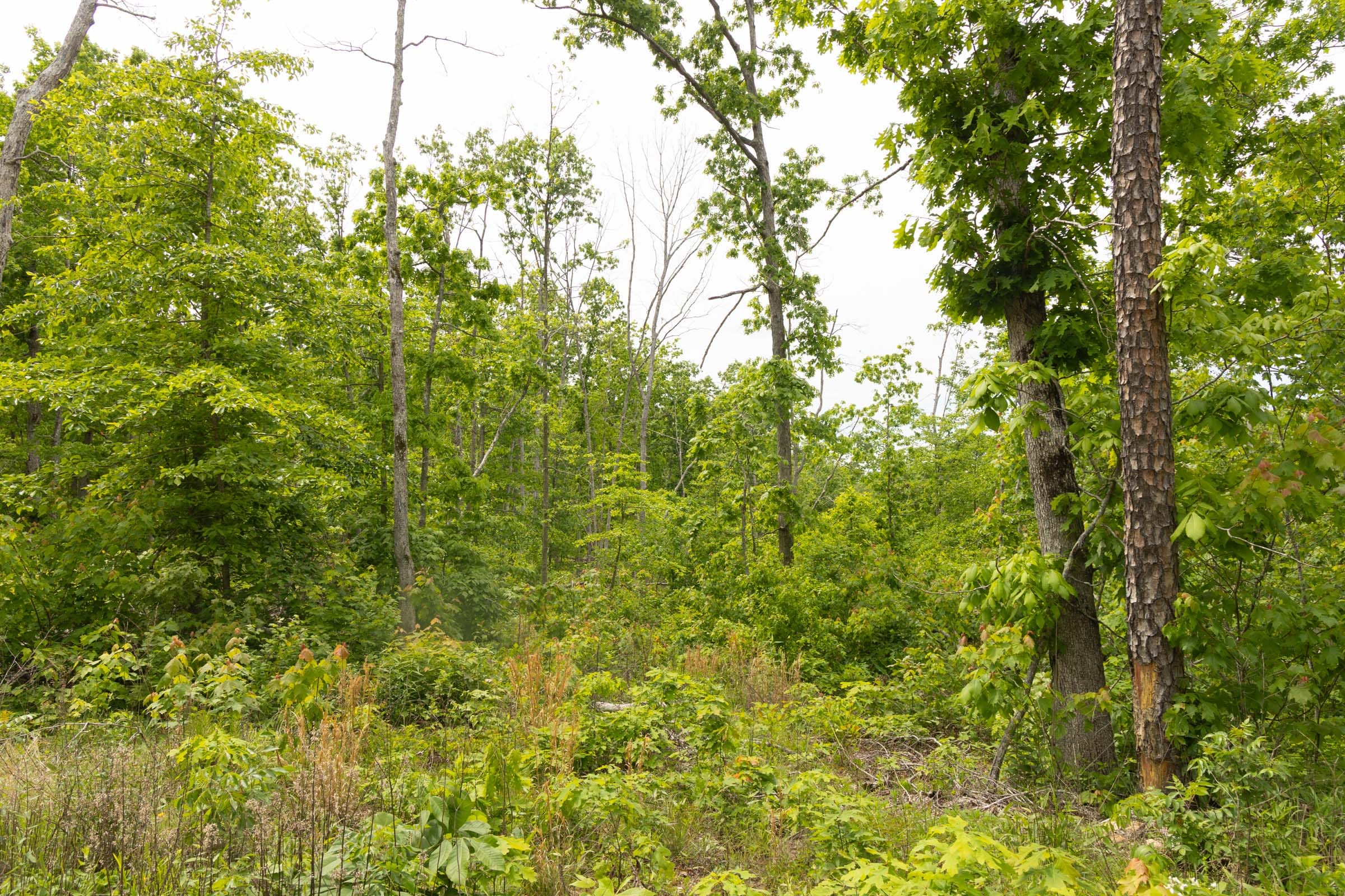 Stardust Estates Tract 9 photo 9