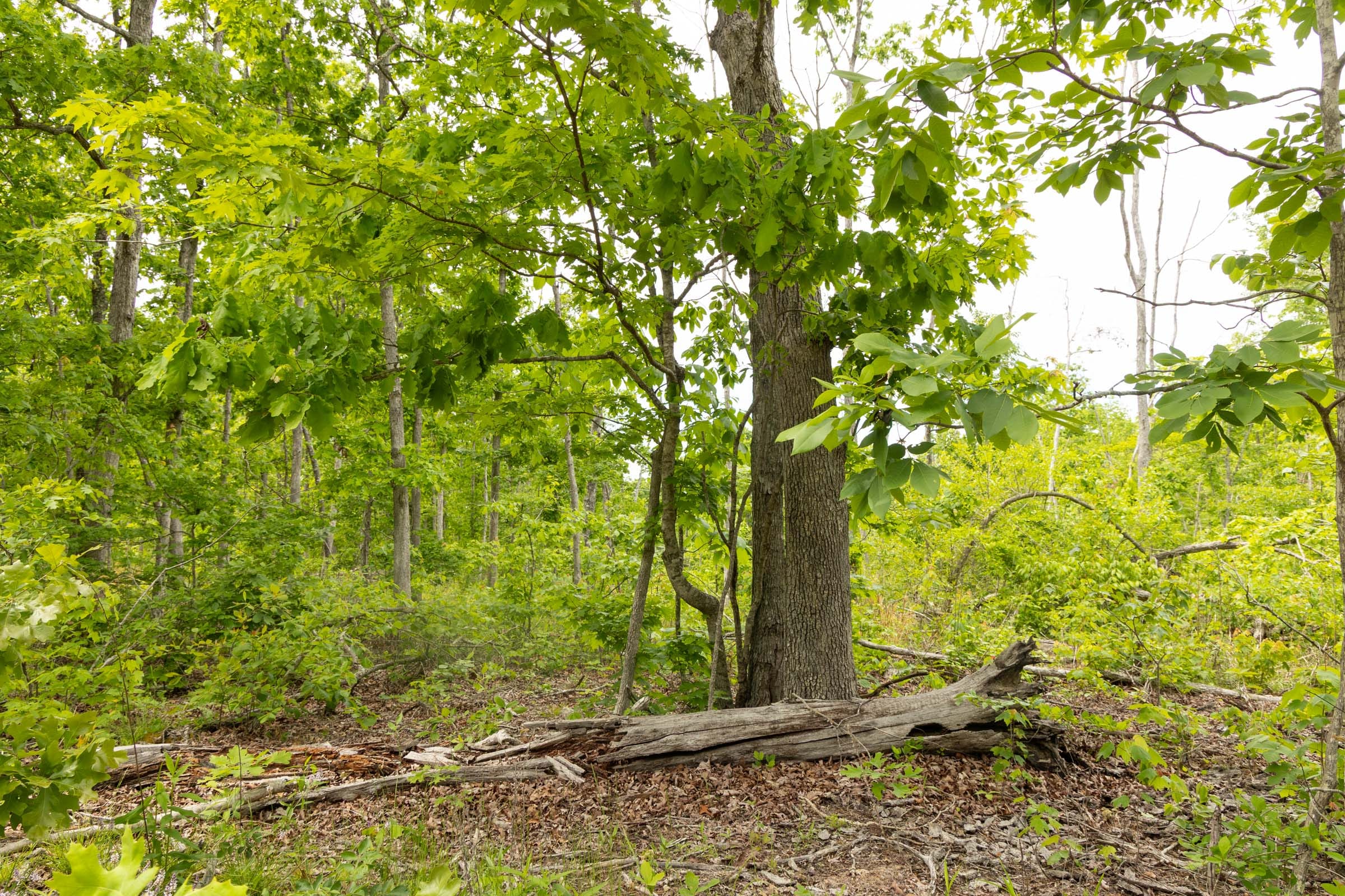 Stardust Estates Tract 9 photo 7