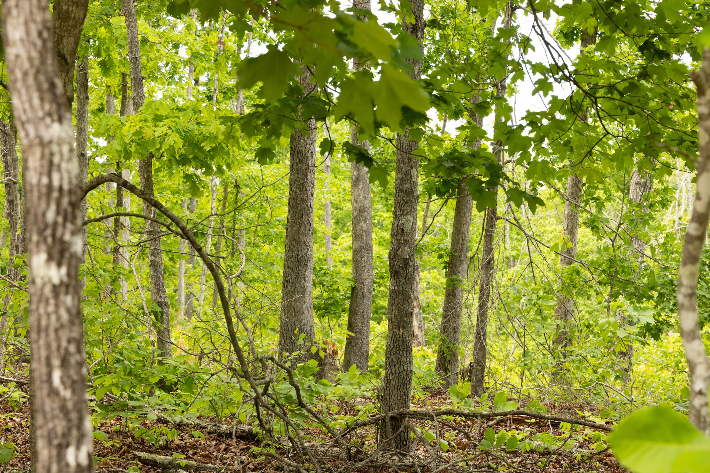 Stardust Estates Tract 9 photo 4