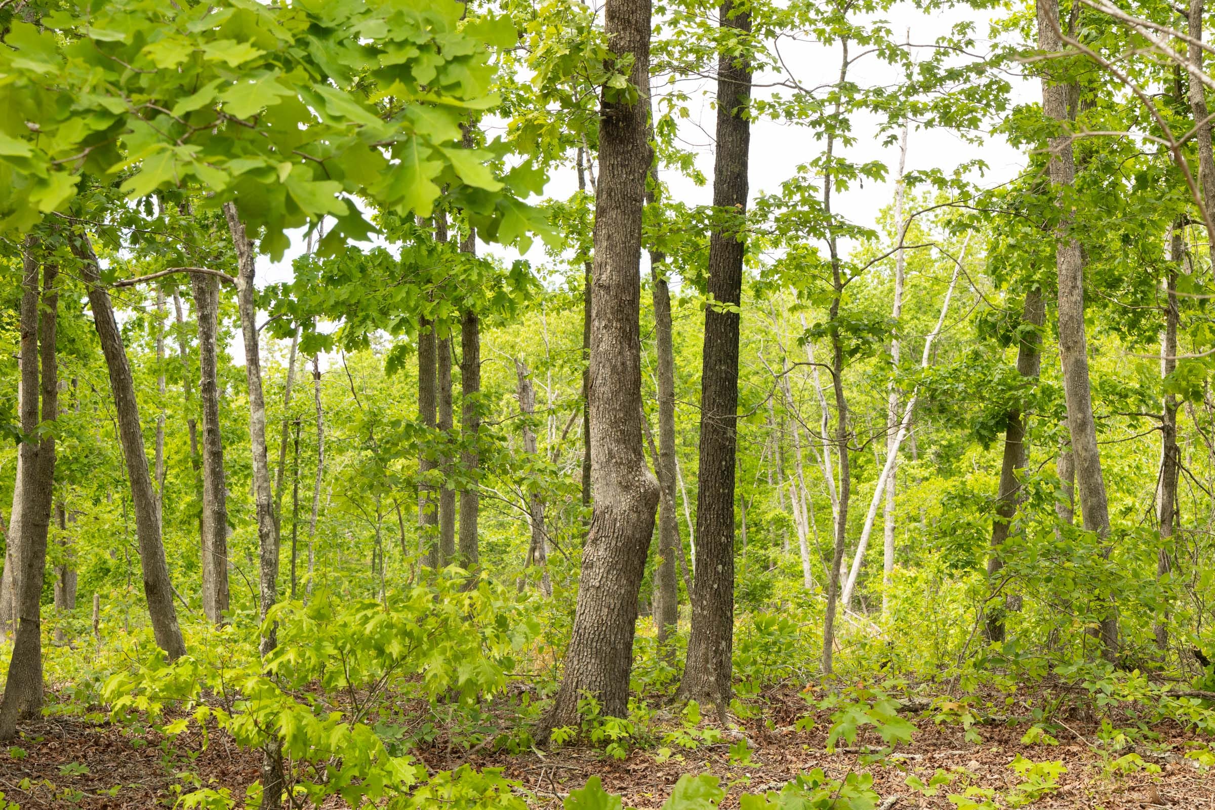 Stardust Estates Tract 9 photo 3