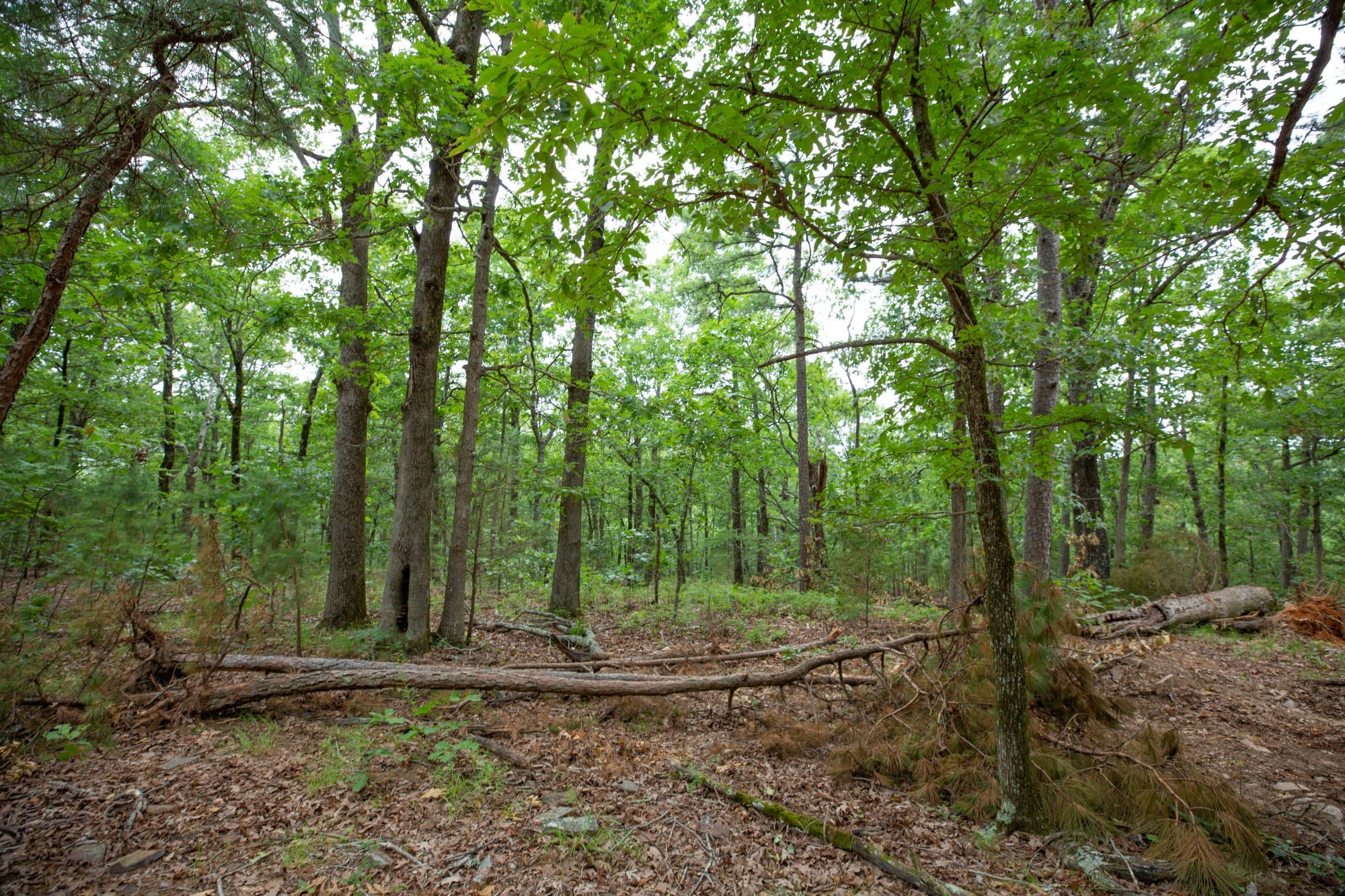 Eagle’s Nest Tract 57 photo 4