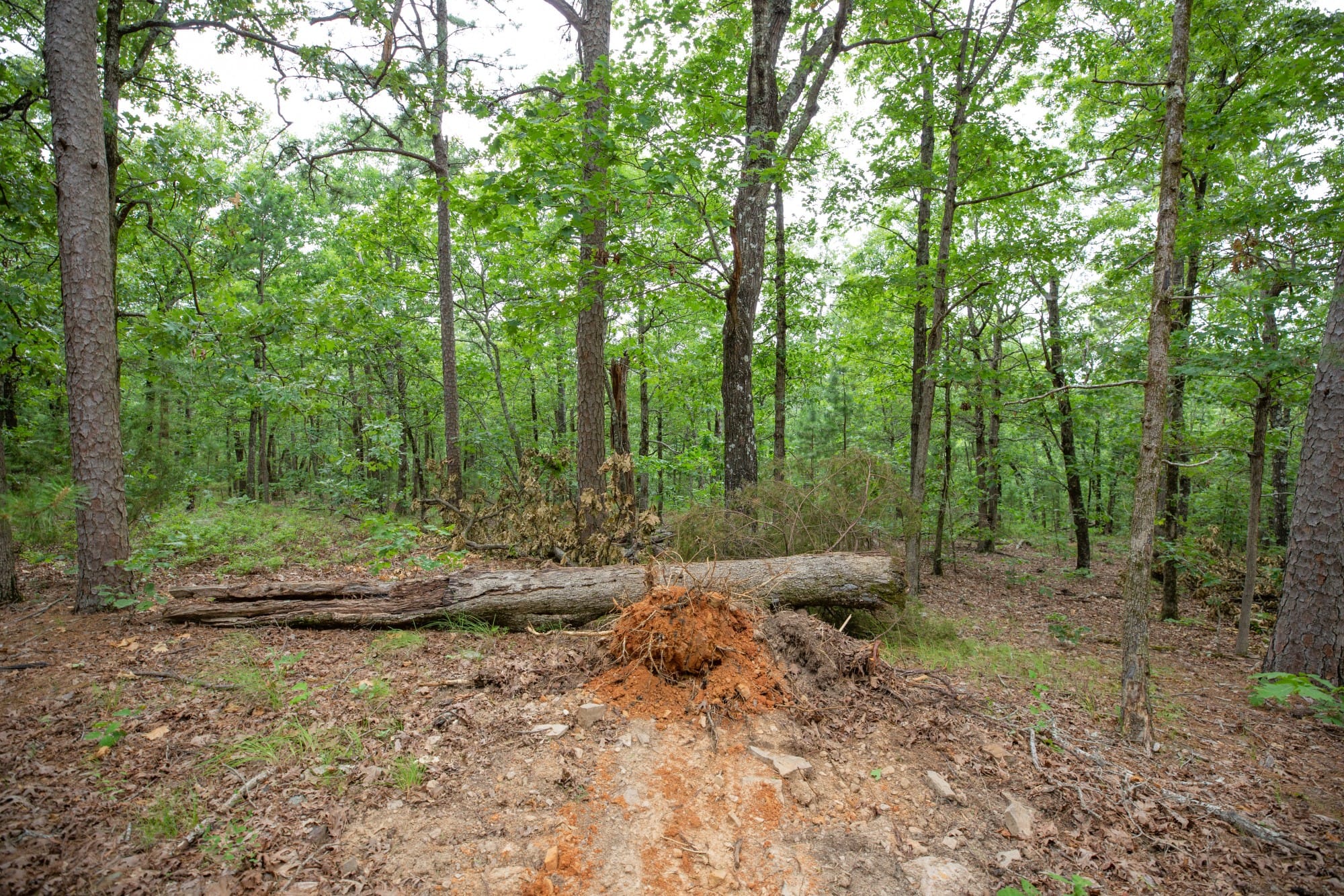 Eagle’s Nest Tract 57 photo 5