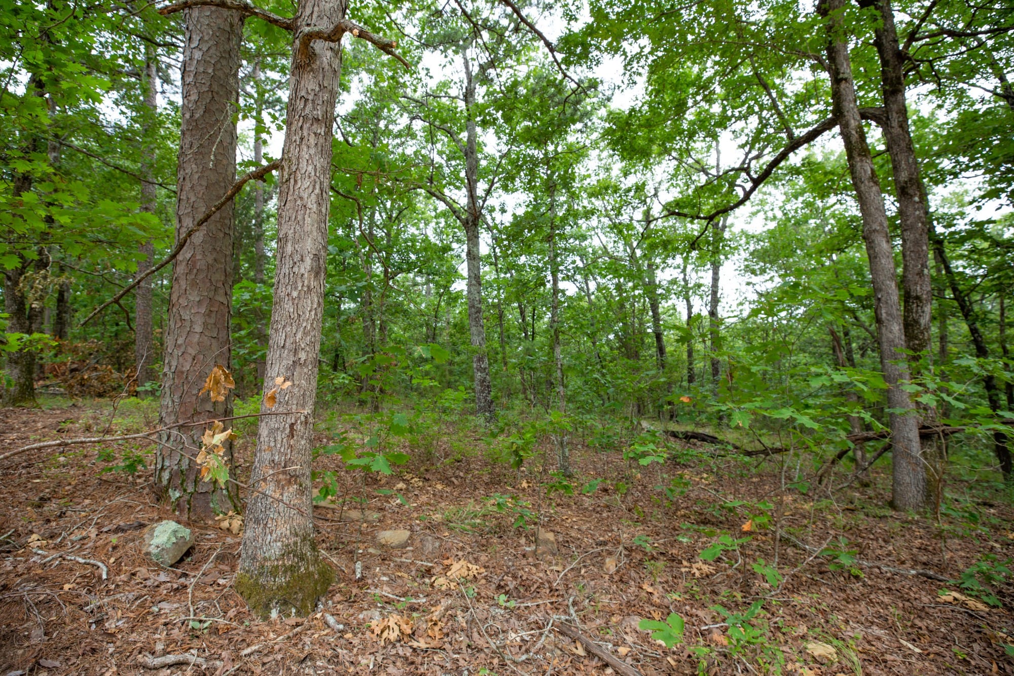 Eagle’s Nest Tract 57 photo 7
