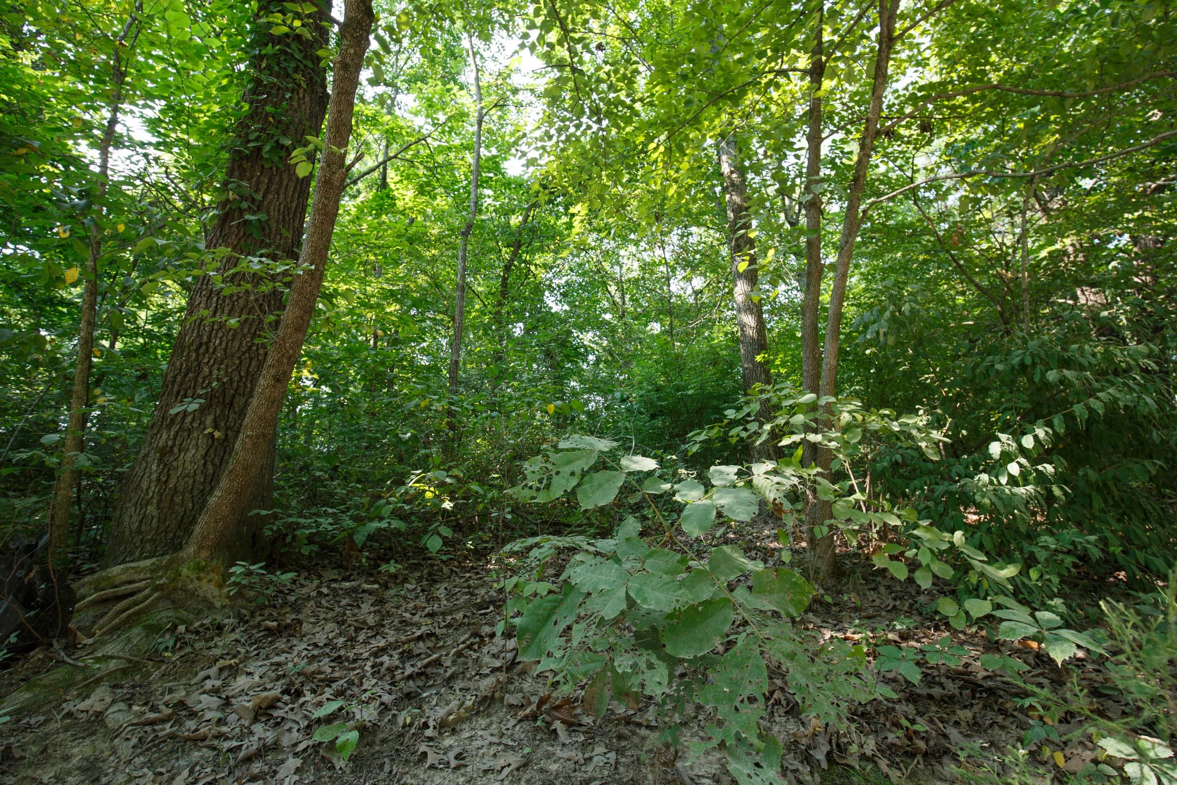 Spring Lake Plat 4 Tract 20 photo 4