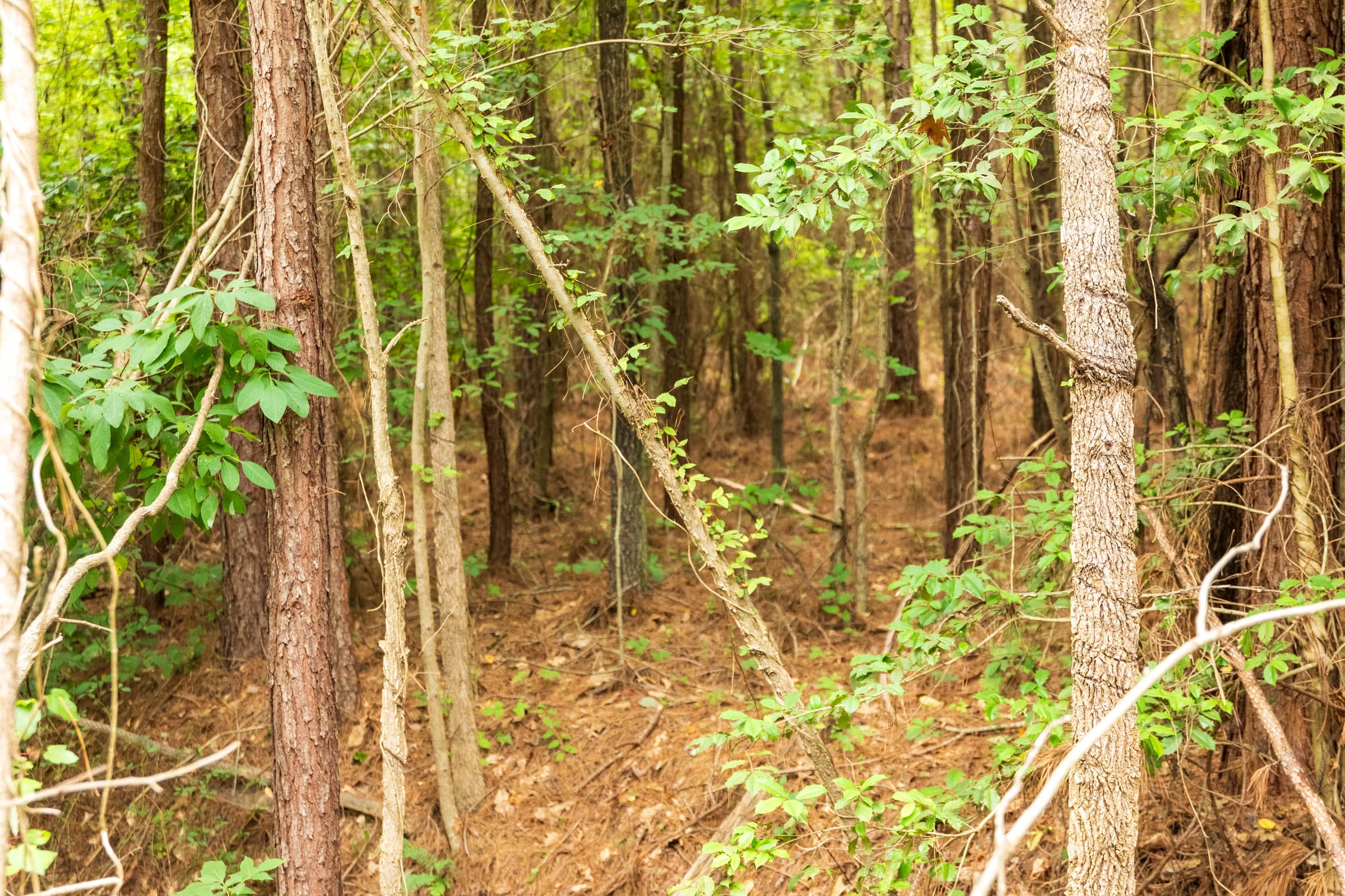 Whiskey Ridge Tract 66 photo 2