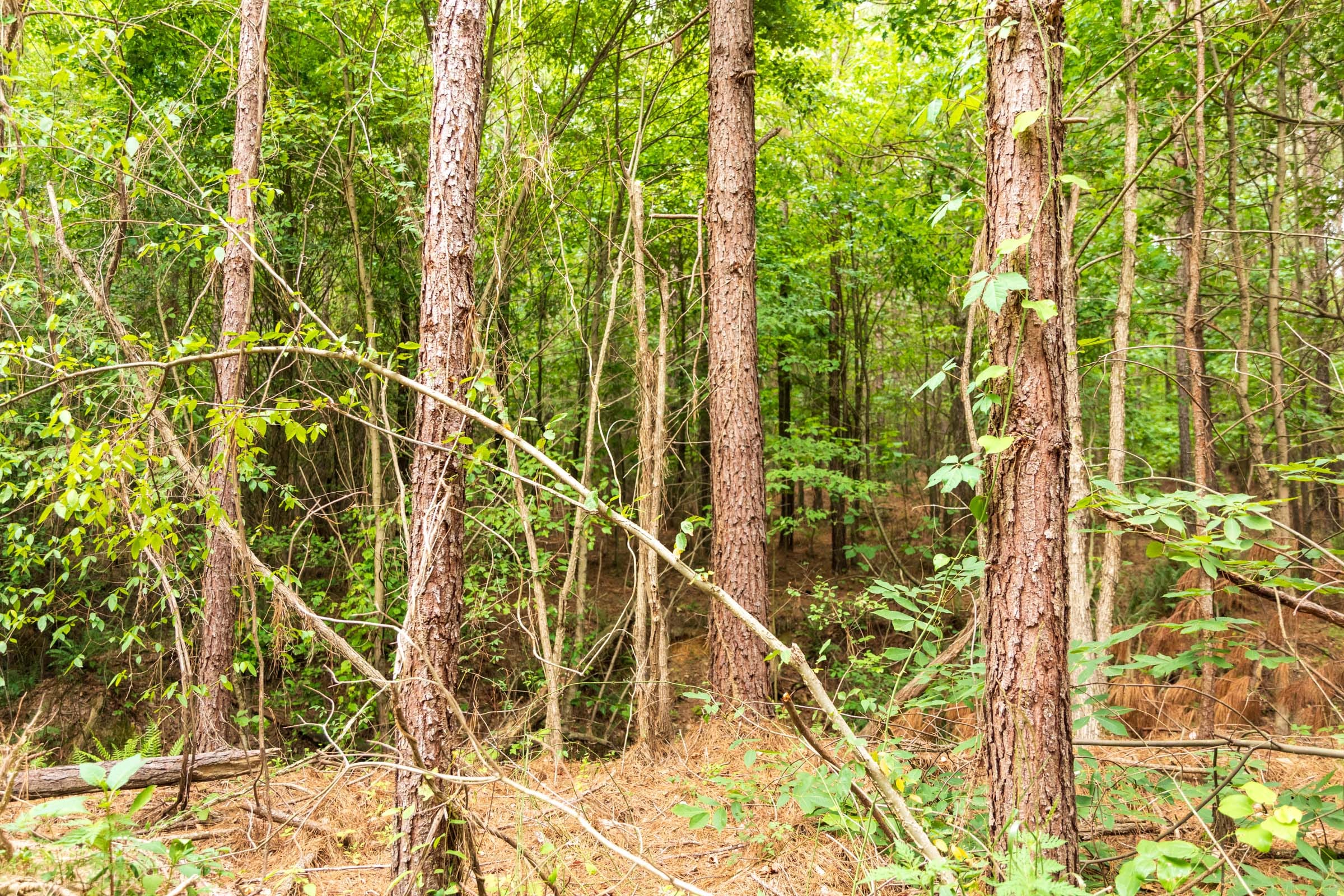 Whiskey Ridge Tract 66 photo 8