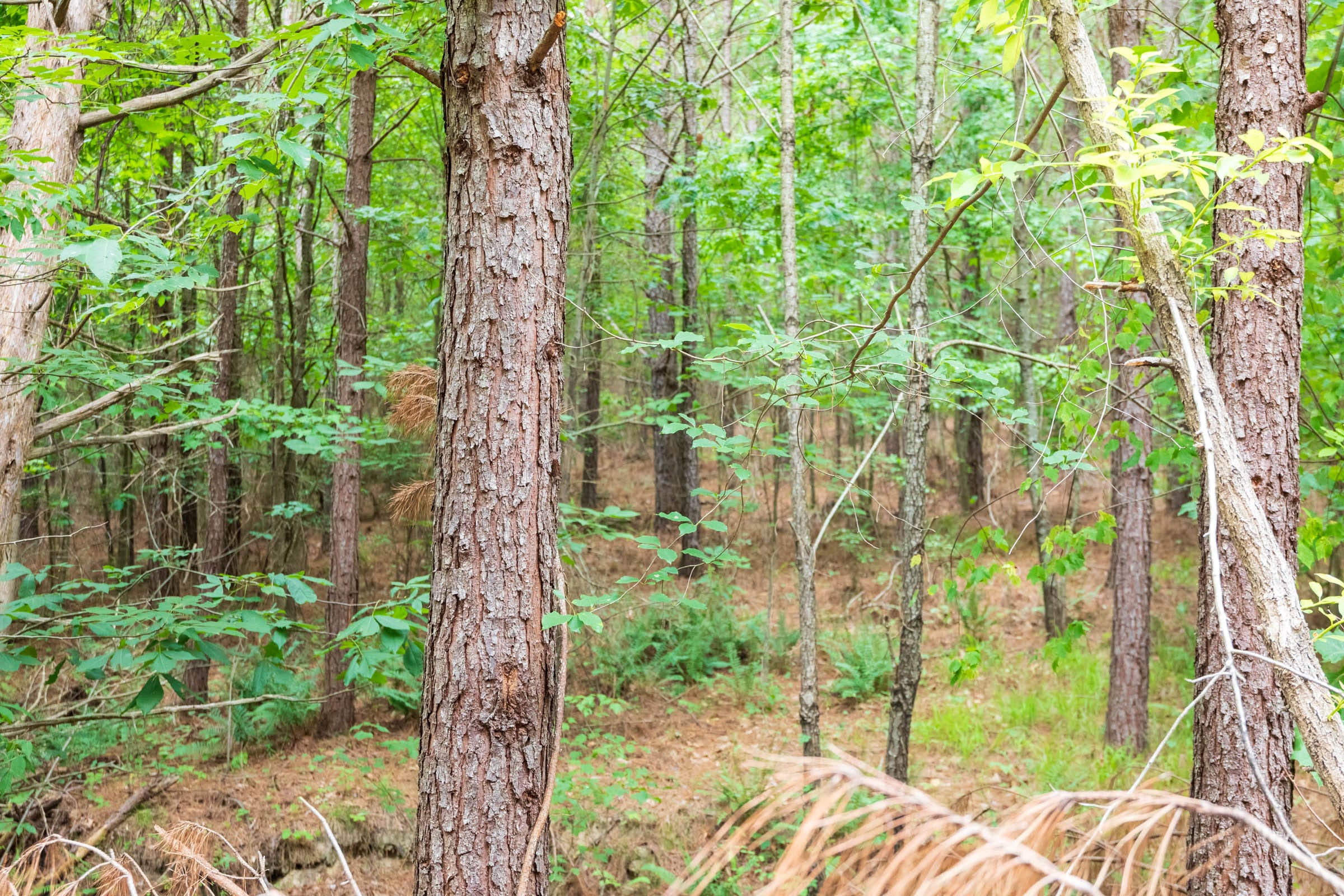 Whiskey Ridge Tract 66 photo 9