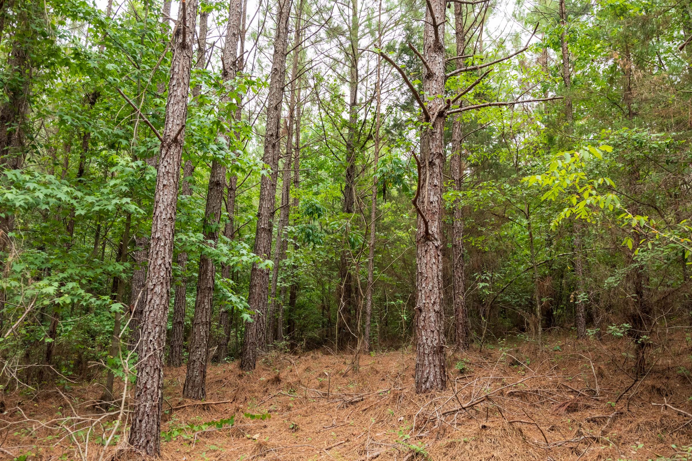 Whiskey Ridge Tract 66 photo 3