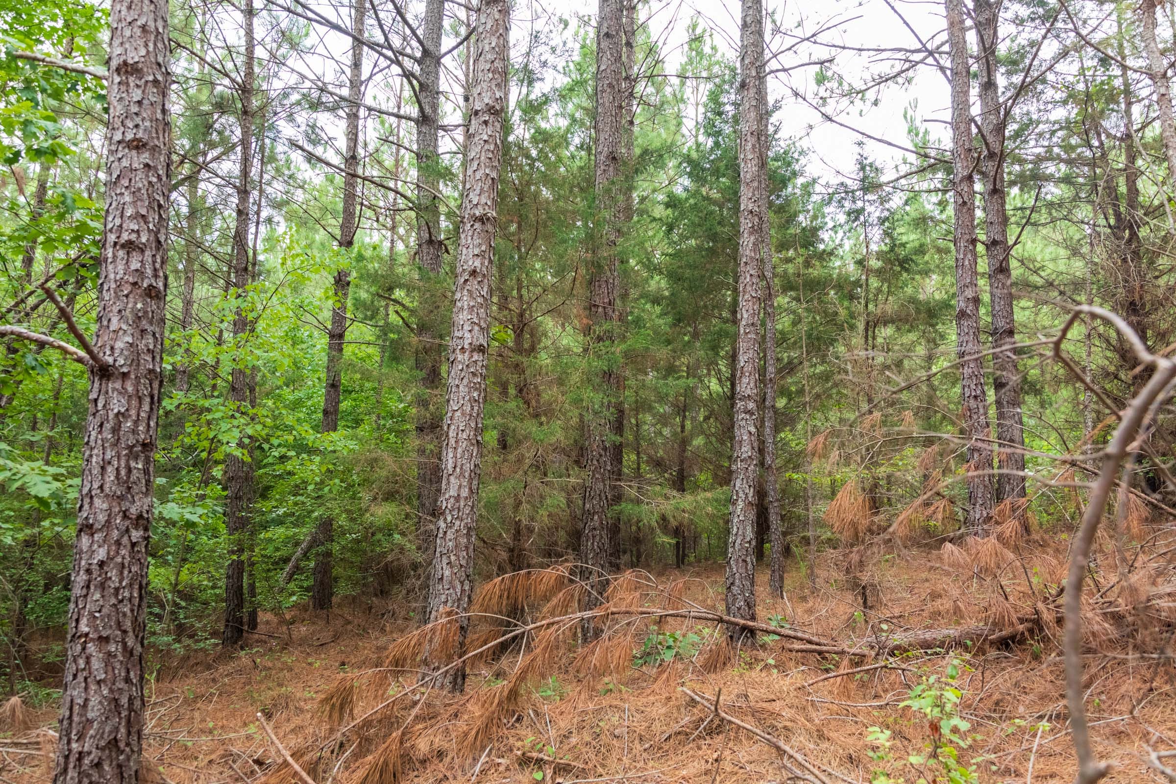 Whiskey Ridge Tract 66 photo 6