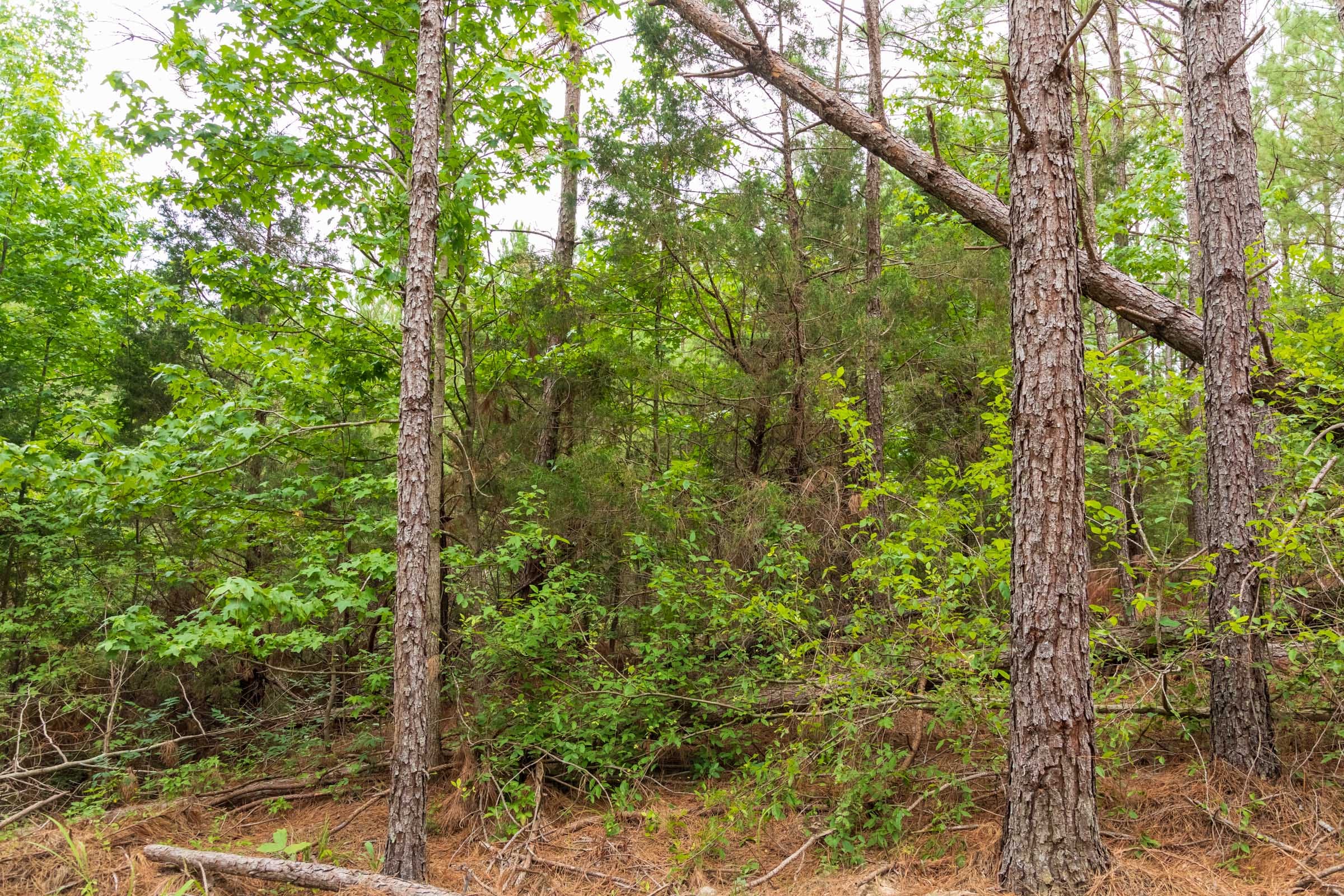 Whiskey Ridge Tract 66 photo 10