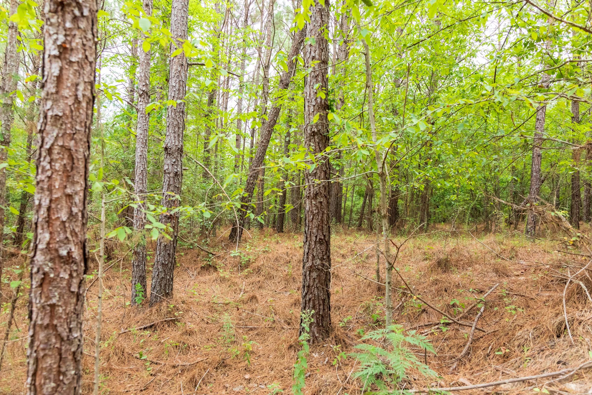 Whiskey Ridge Tract 66 photo 12