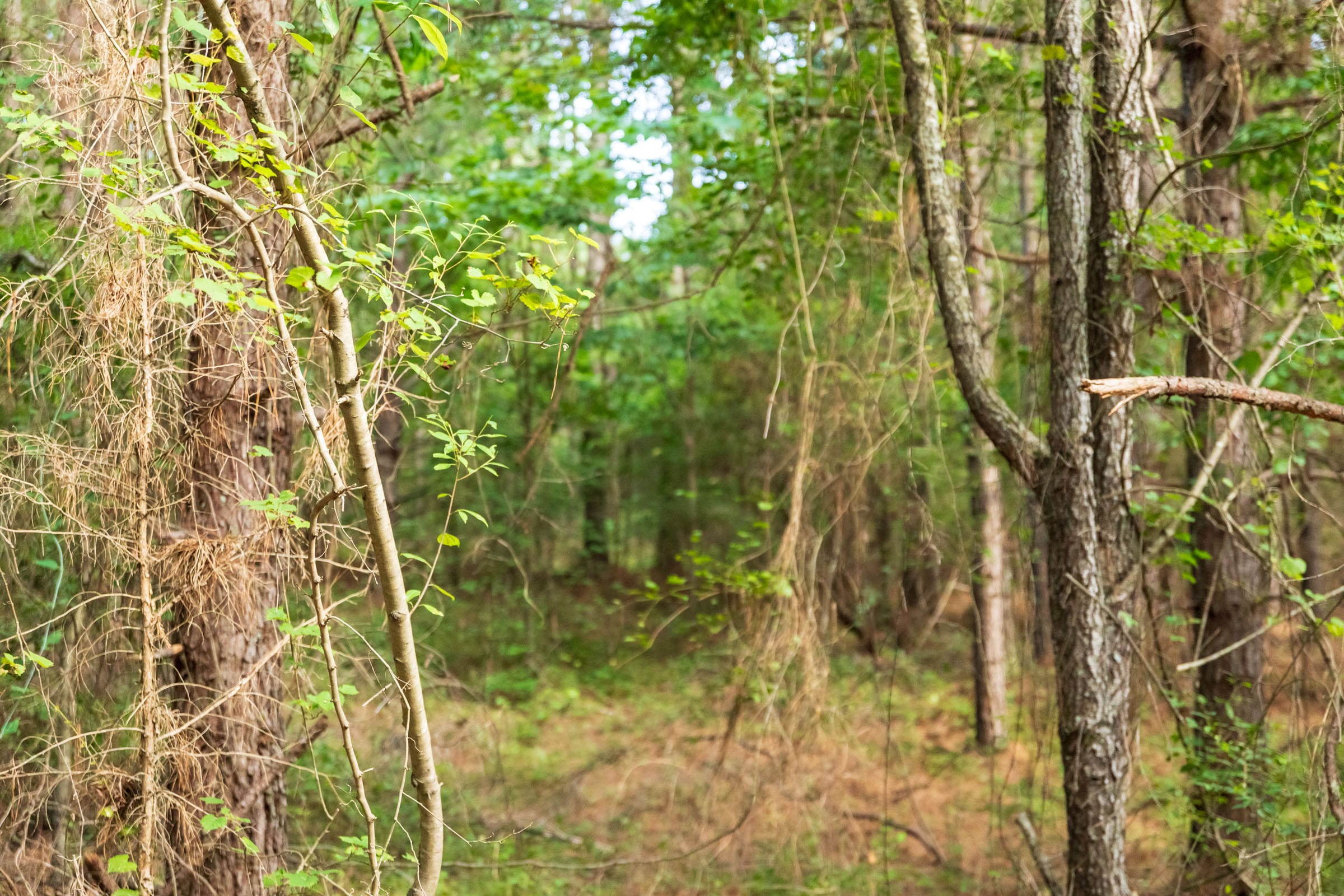 Whiskey Ridge Tract 66 photo 13