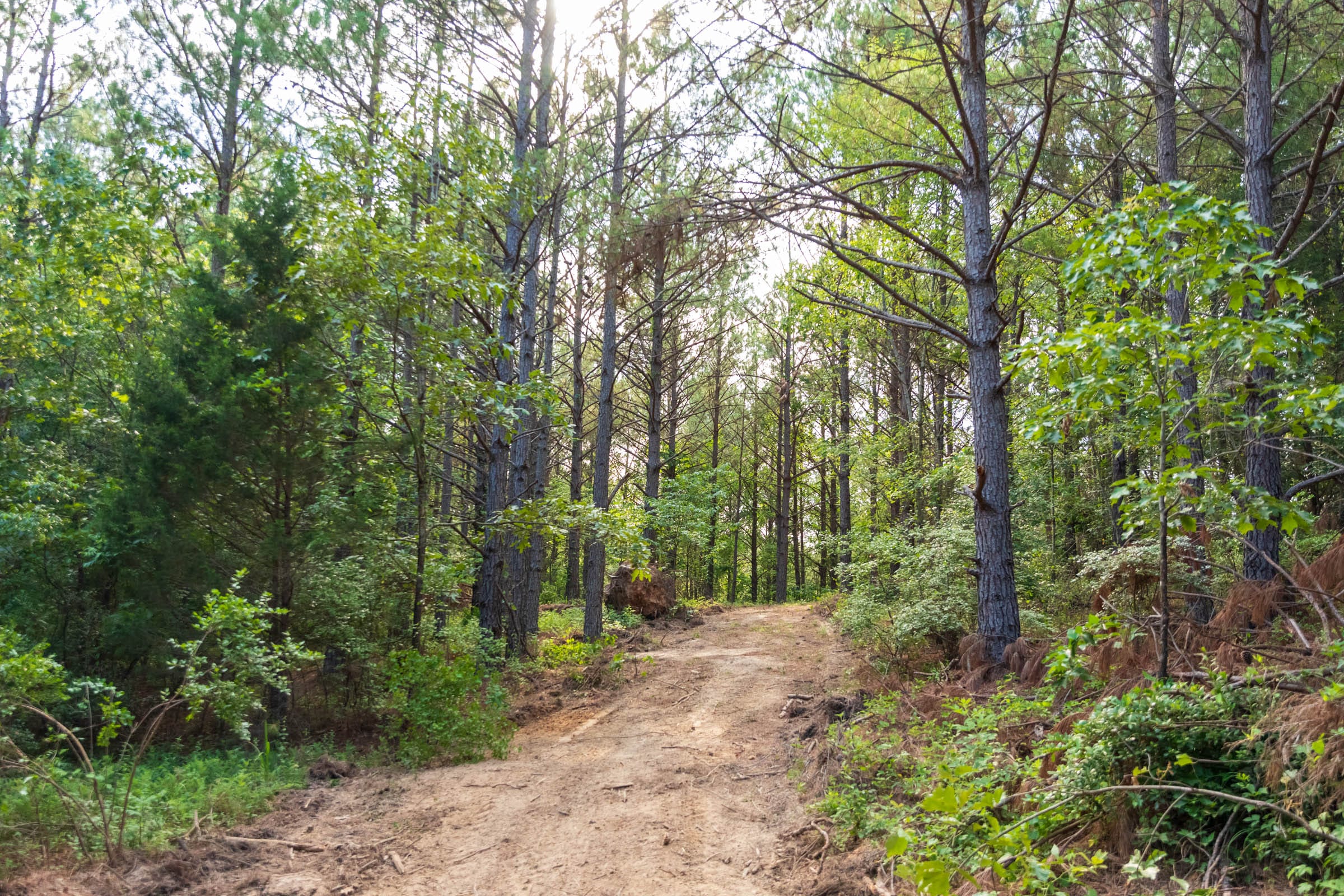 Whiskey Ridge Tract 66 photo 15