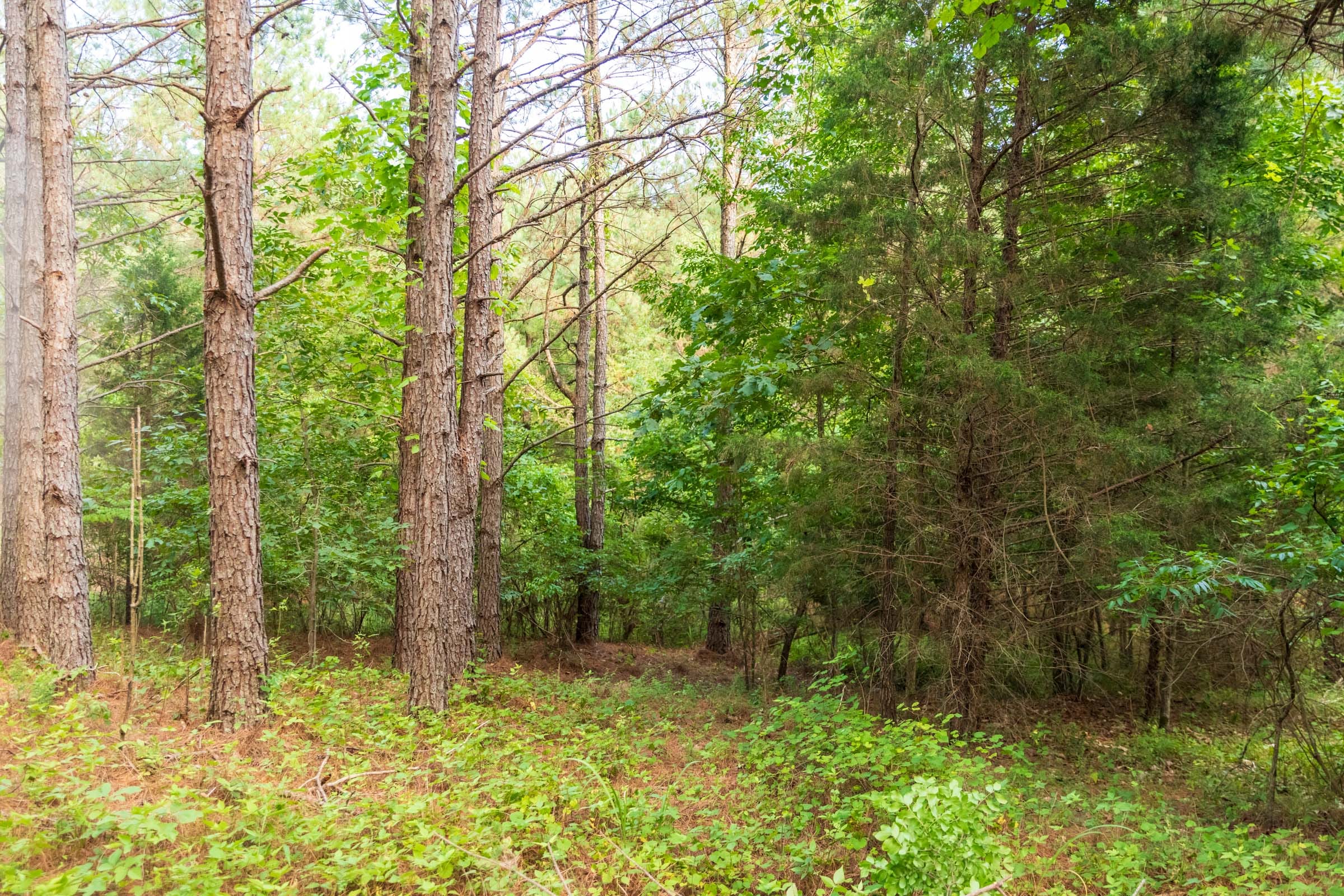 Whiskey Ridge Tract 66 photo 18