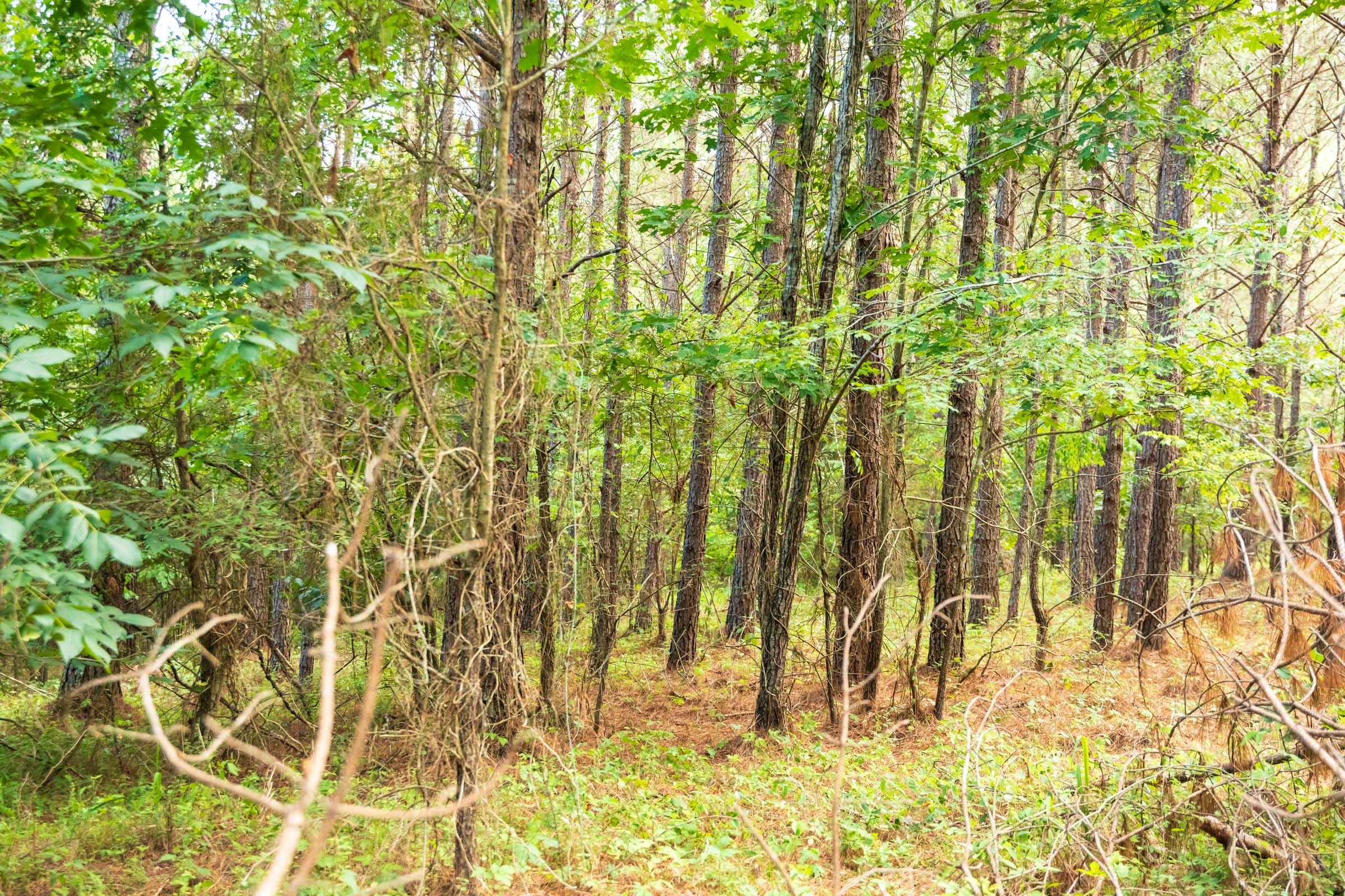 Whiskey Ridge Tract 66 photo 19