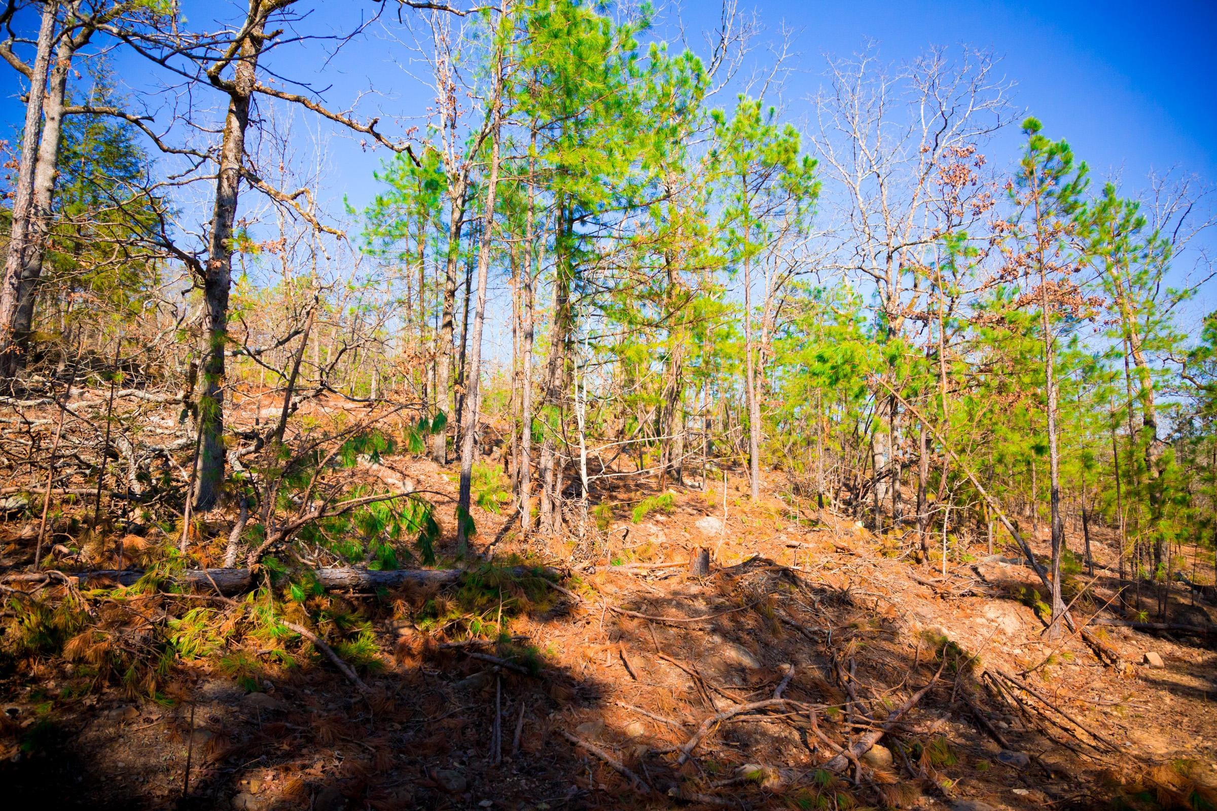 Stone Creek Phase II Tract 137 photo 8