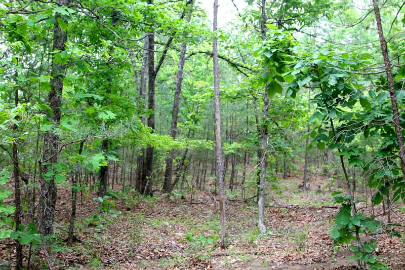 Trophy Ridge Phase II Tract 66 photo 2