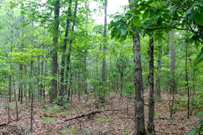 Trophy Ridge Phase II Tract 66 photo 3