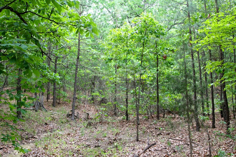 Trophy Ridge Phase II Tract 66 photo 4