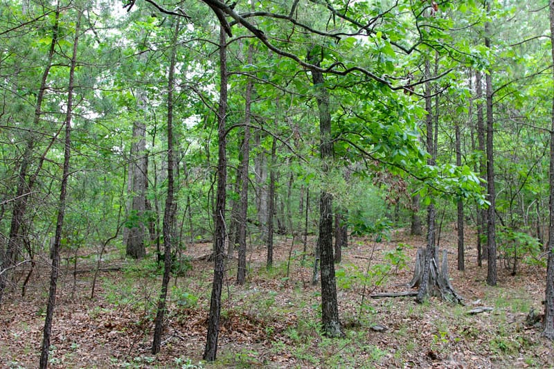 Trophy Ridge Phase II Tract 66 photo 6