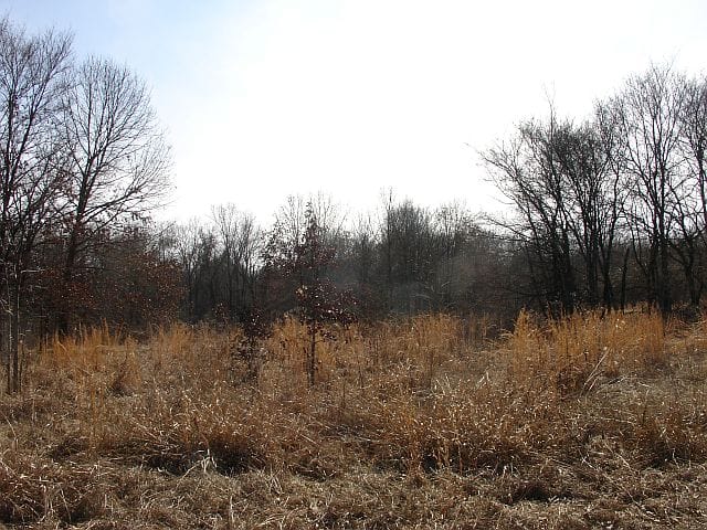 Tranquility Farms Tract 7 photo 4