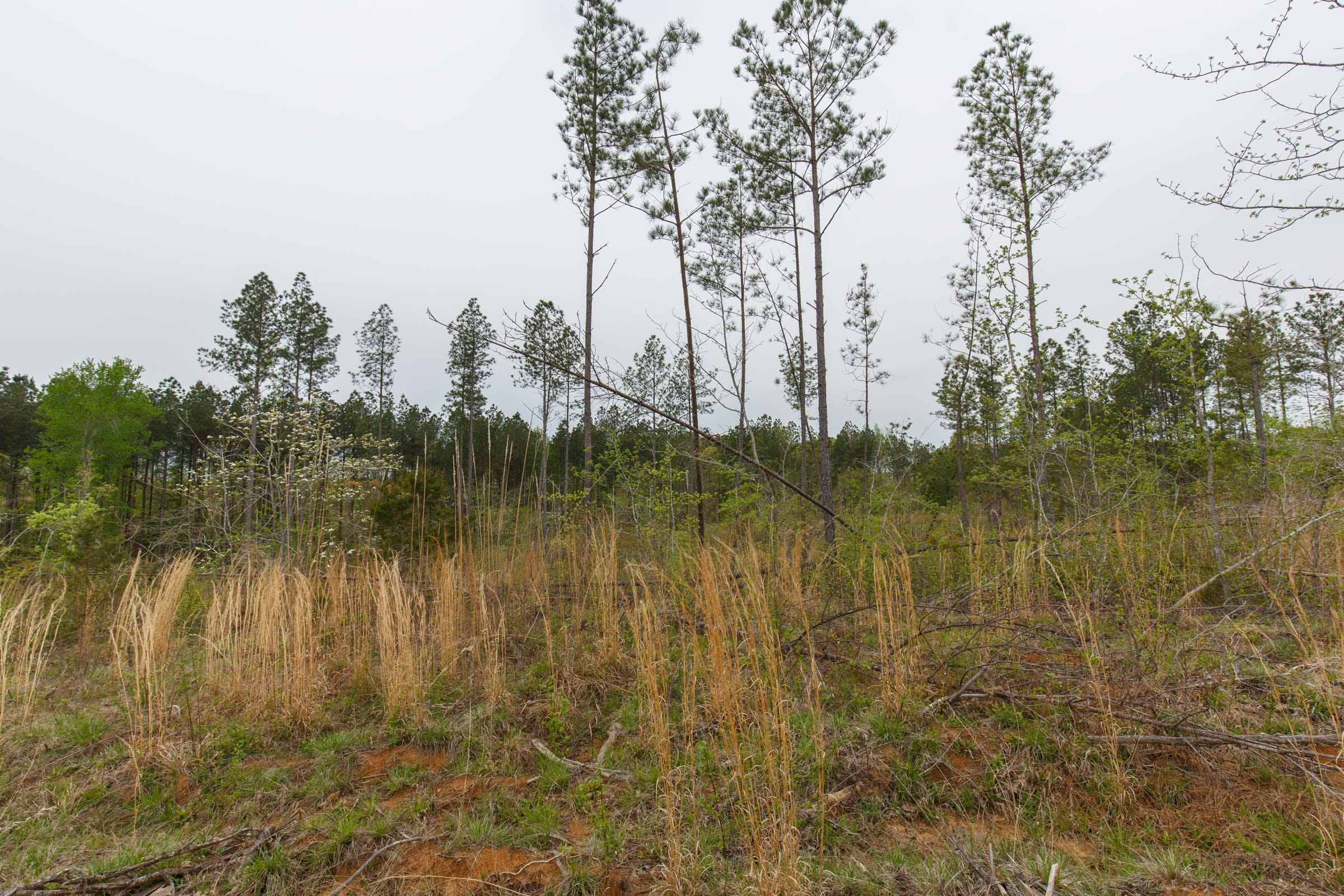 Twin Rivers Tract 33 photo 4