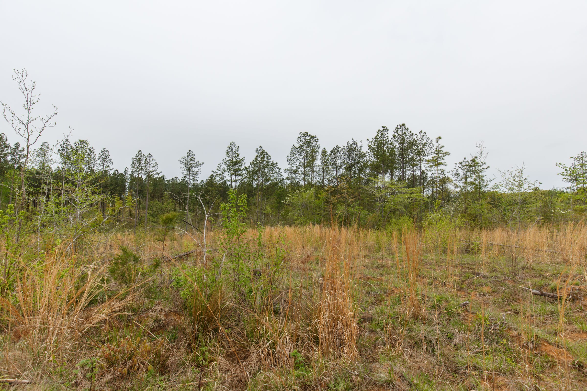 Twin Rivers Tract 33 photo 5