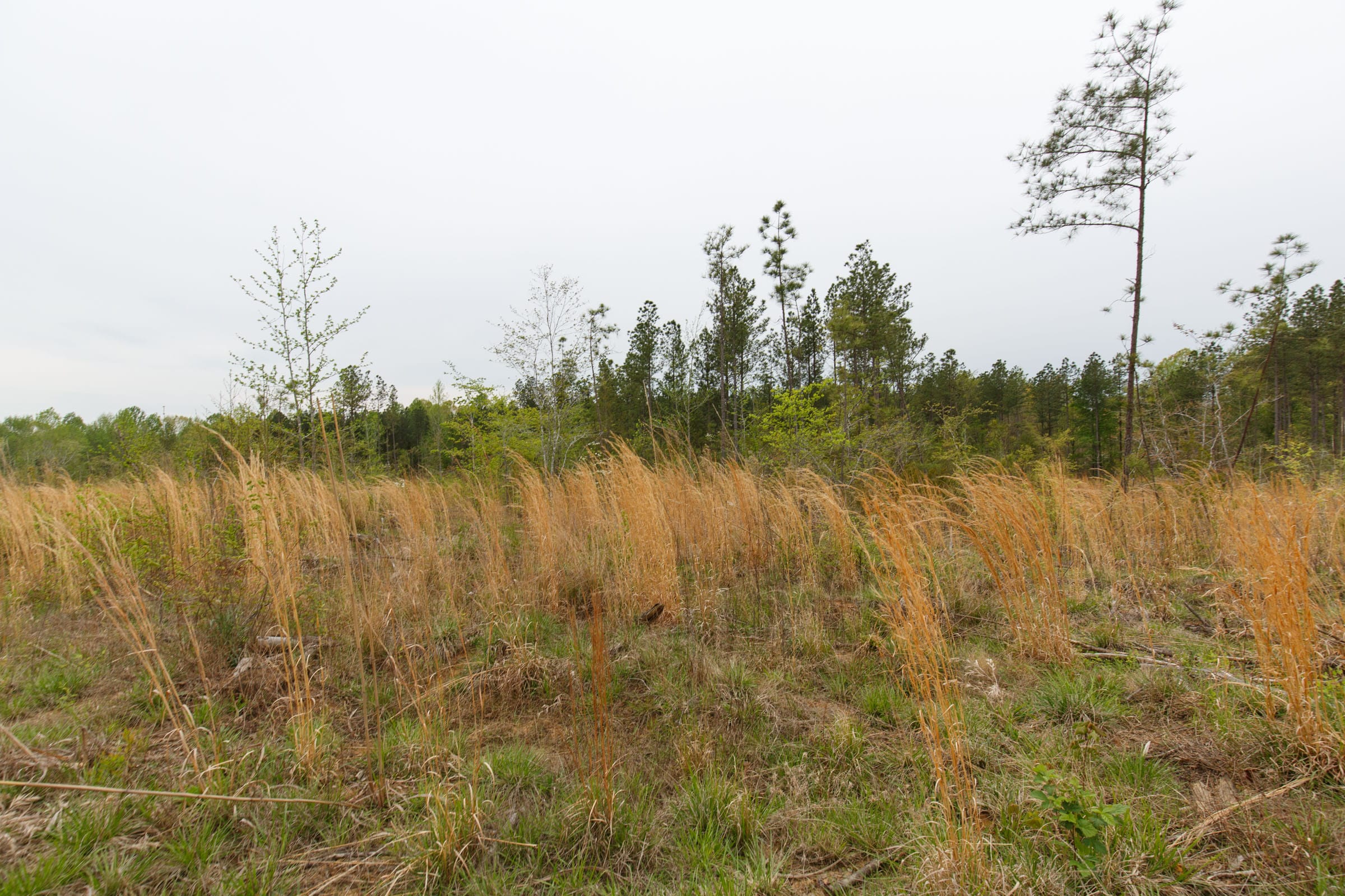 Twin Rivers Tract 33 photo 6