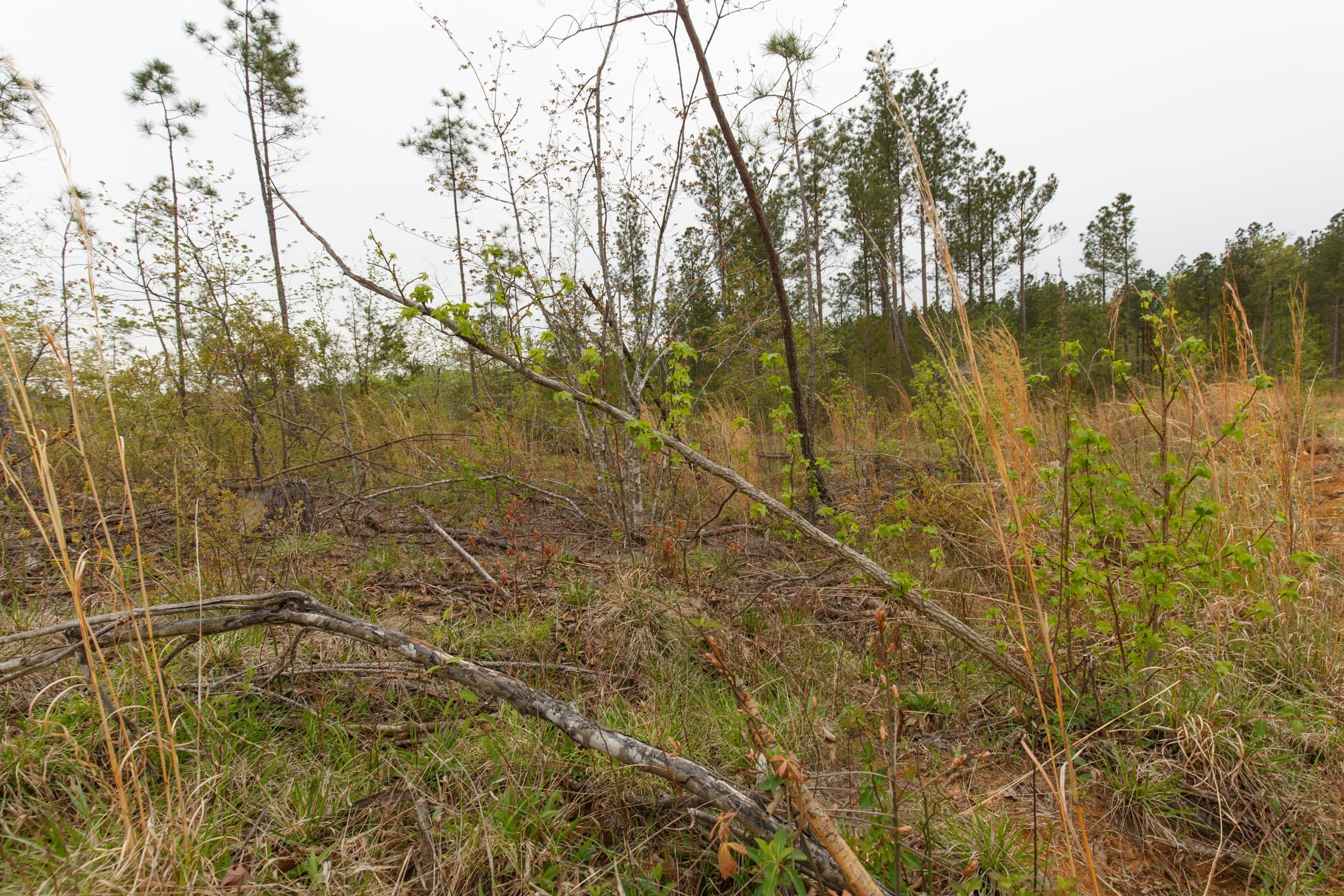 Twin Rivers Tract 33 photo 8