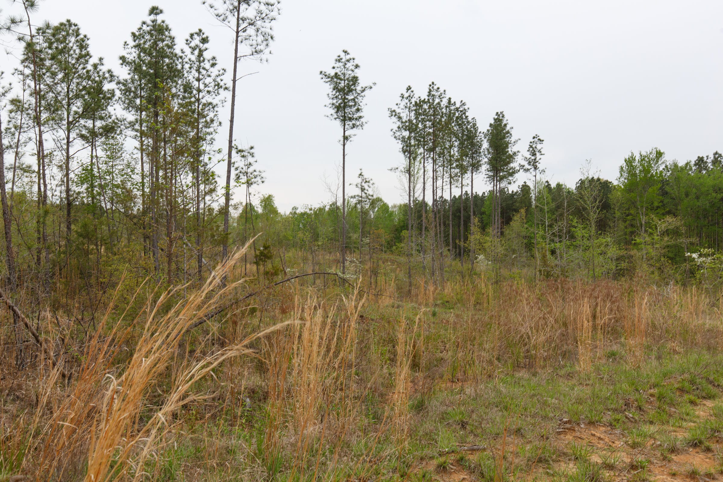 Twin Rivers Tract 33 photo 13