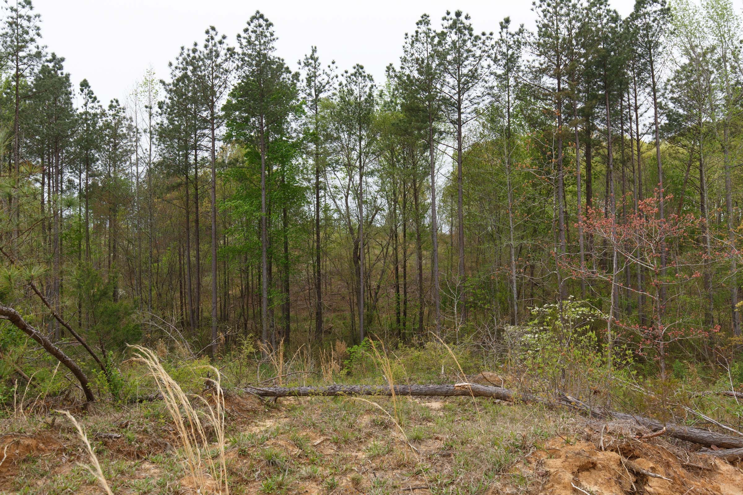 Twin Rivers Tract 33 photo 14