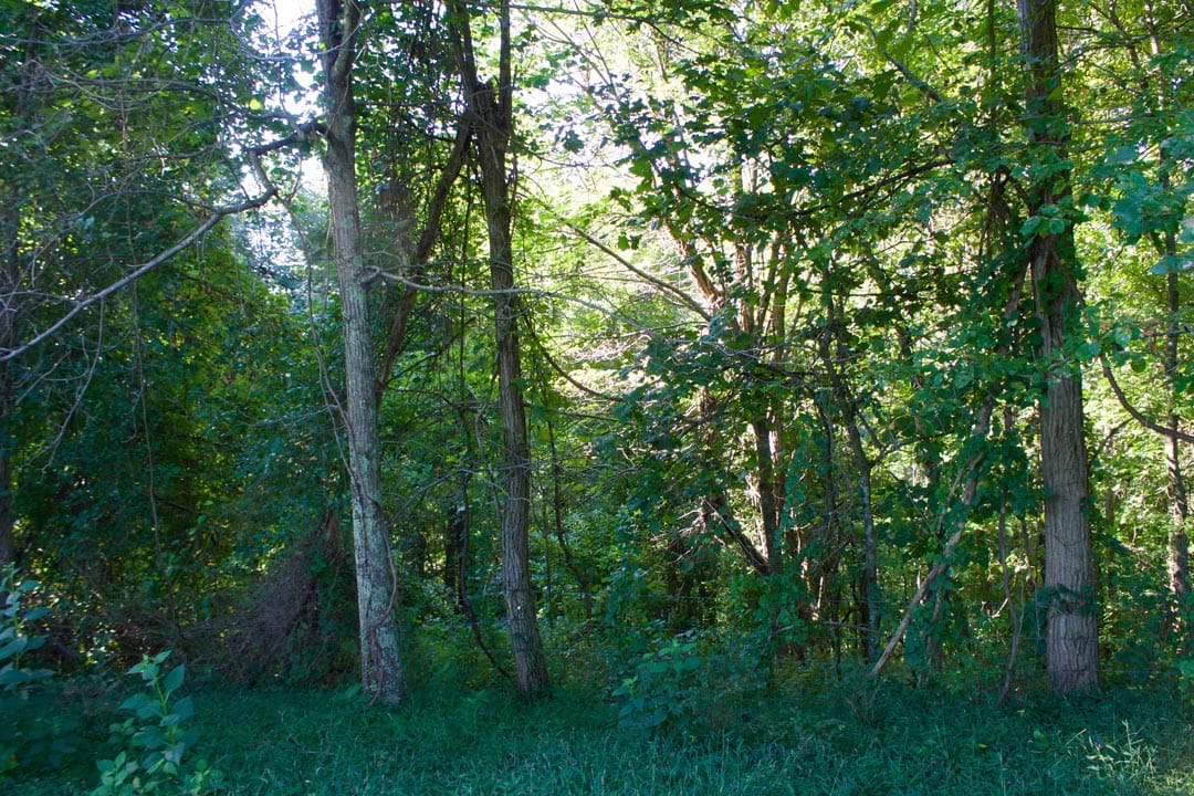 Heritage Hollow Tract 3 photo 4