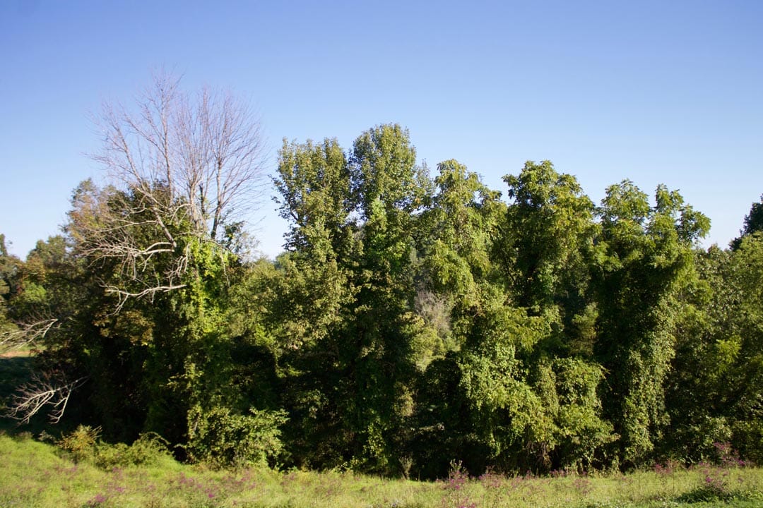 Heritage Hollow Tract 3 photo 11