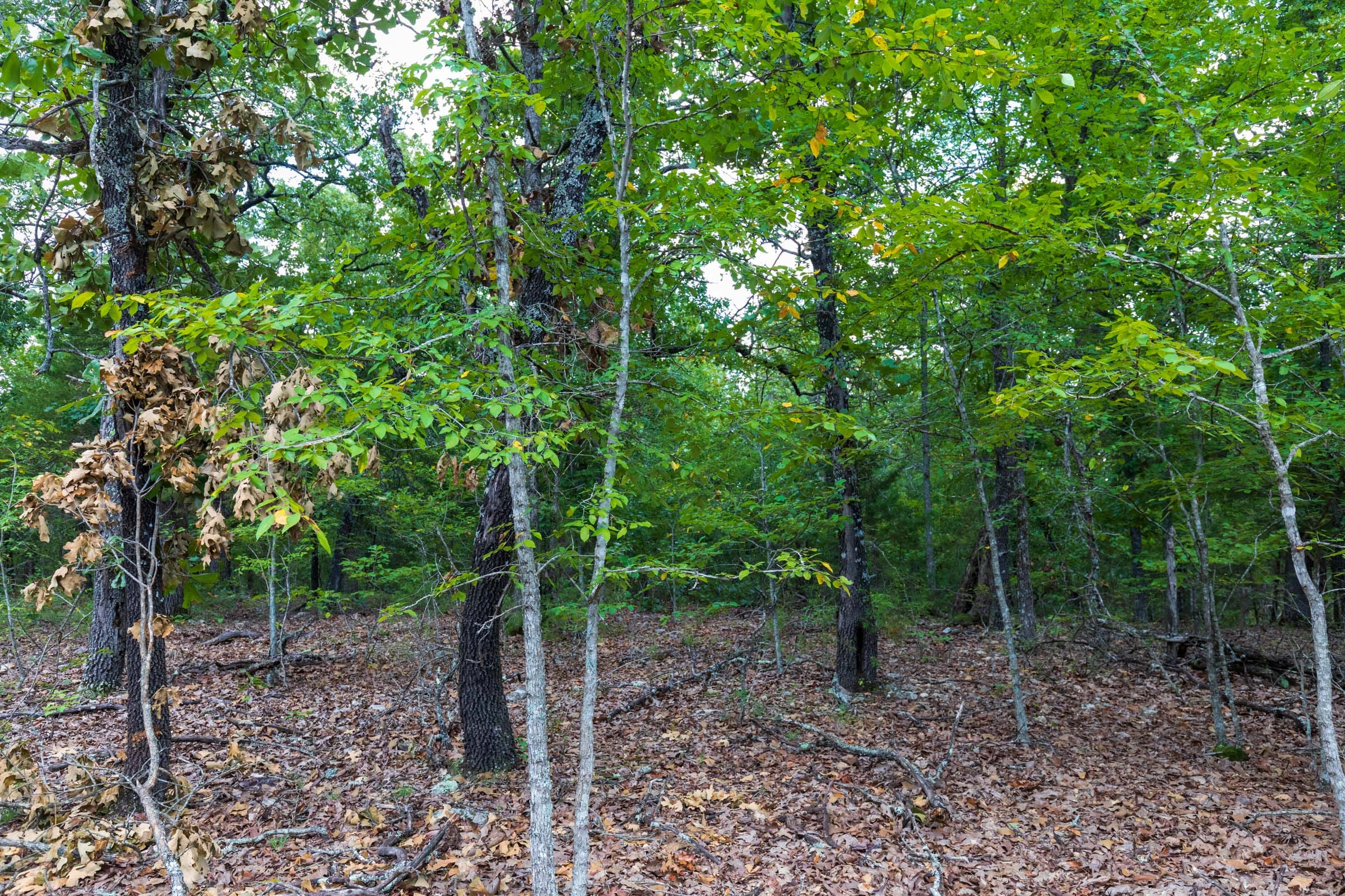 Heritage Bend Tract 12 photo 11