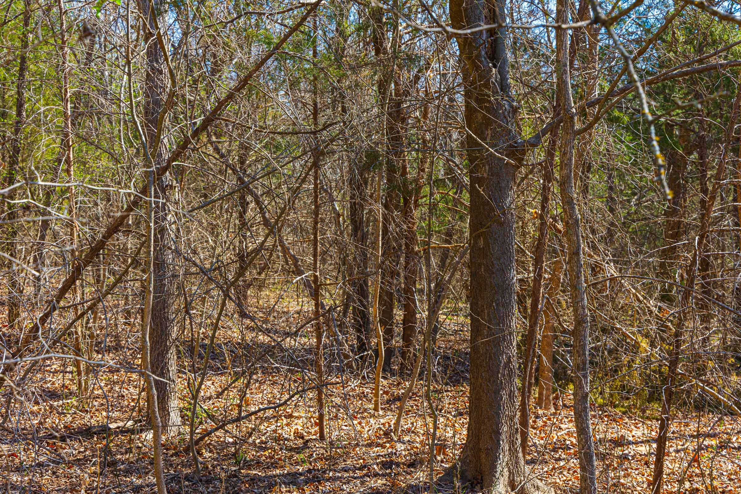 Reserves At Cattail Cove Phase I Tract 33 photo 6