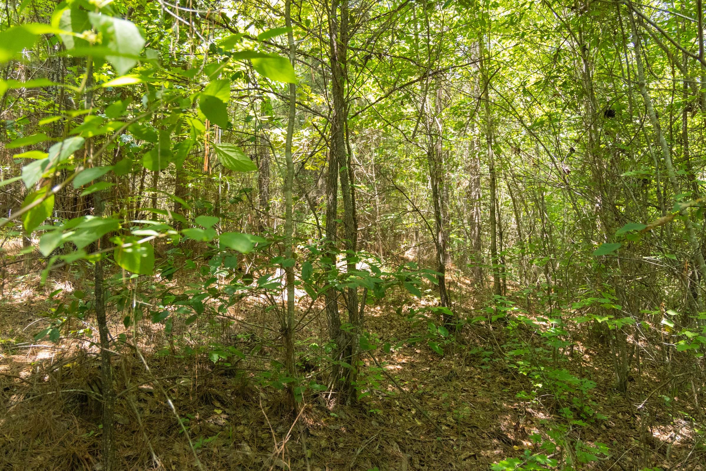 Olive Hill Tract 1 photo 6