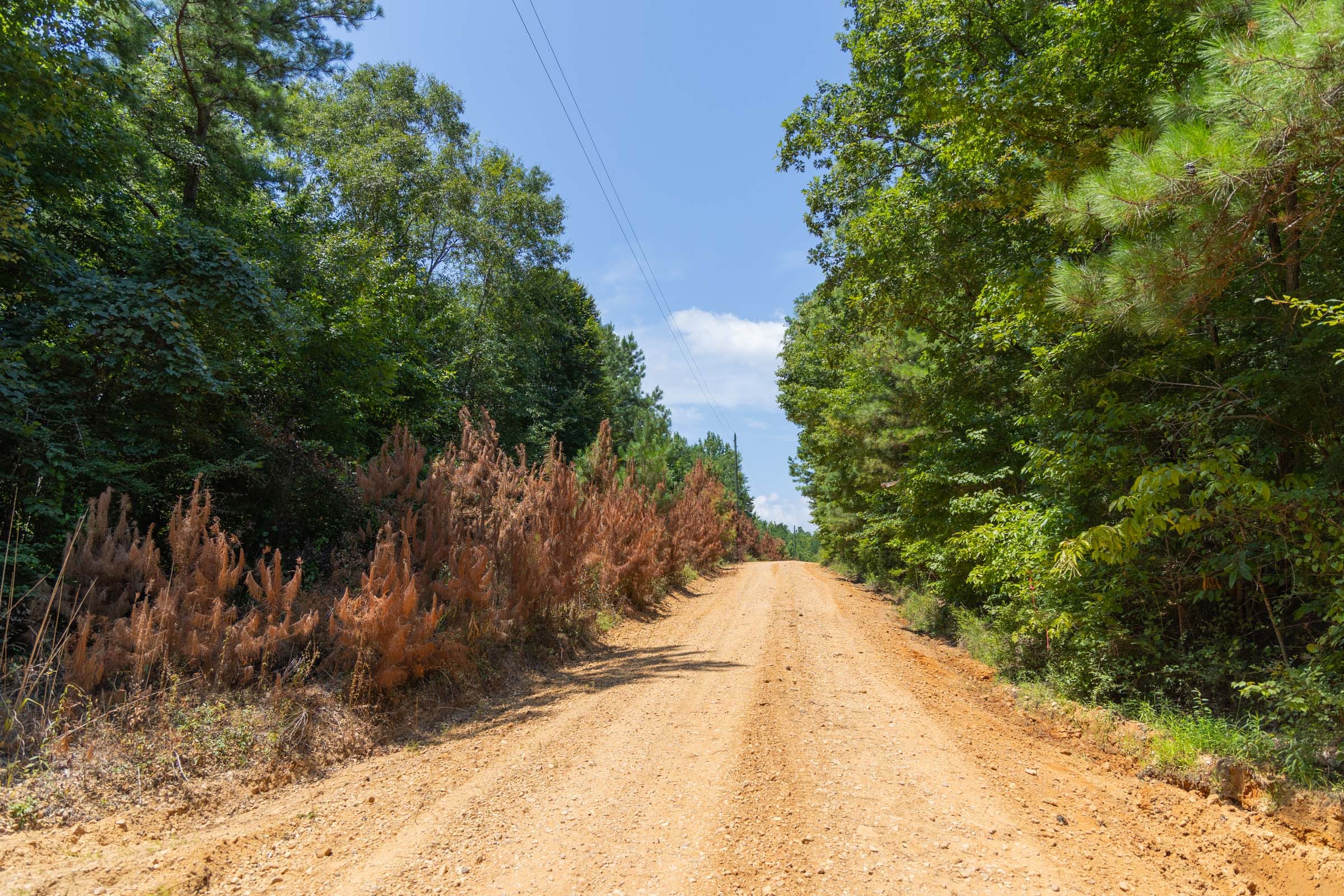 Olive Hill Tract 1 photo 3